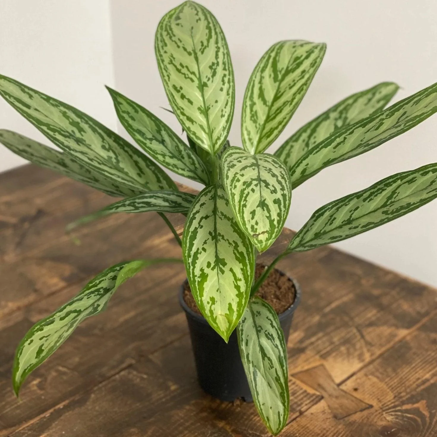 Aglaonema Silver Queen - Image 3