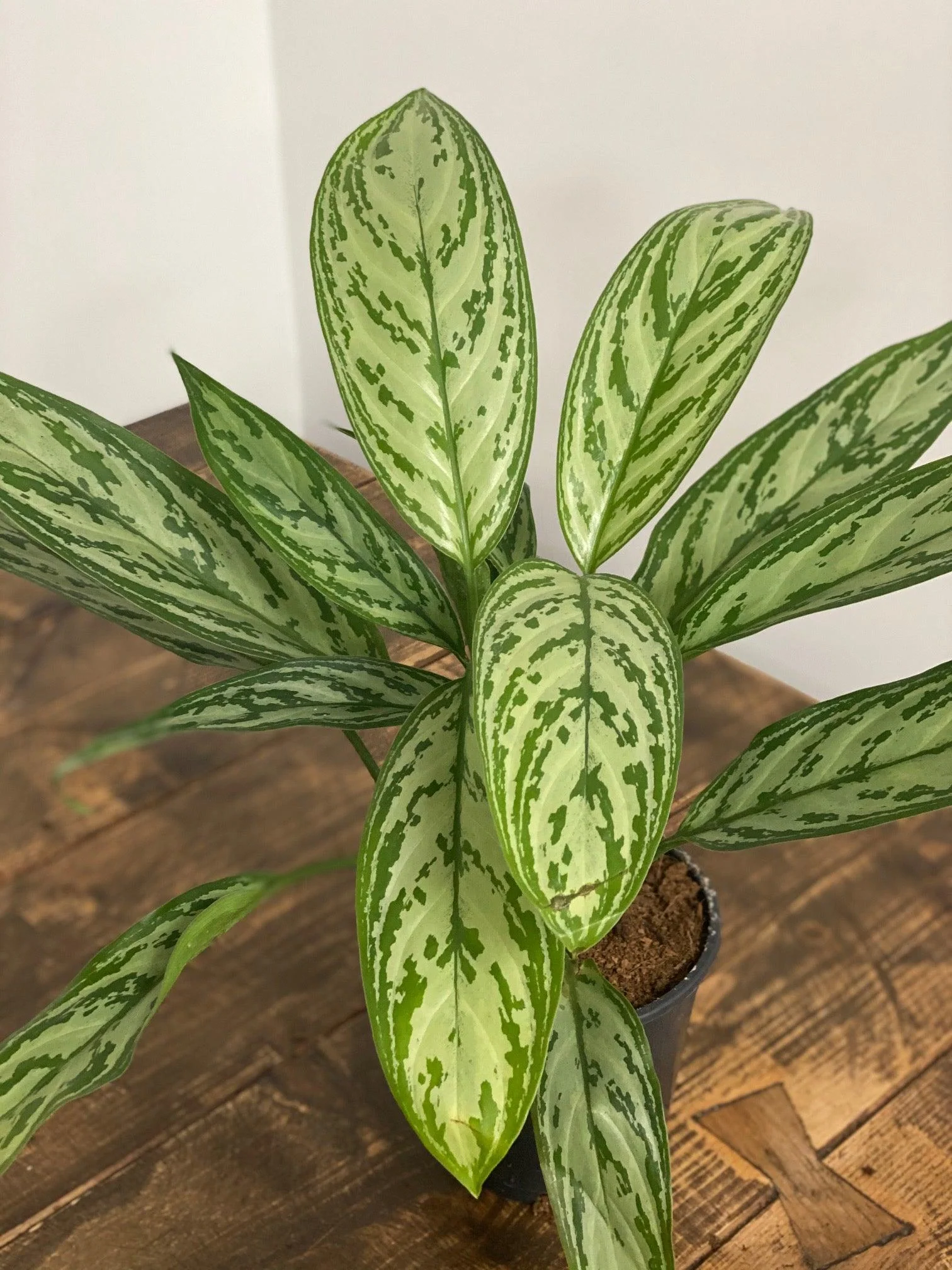 Aglaonema Silver Queen - Image 4