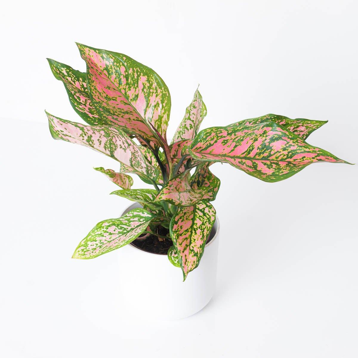 Aglaonema Spotted Star
