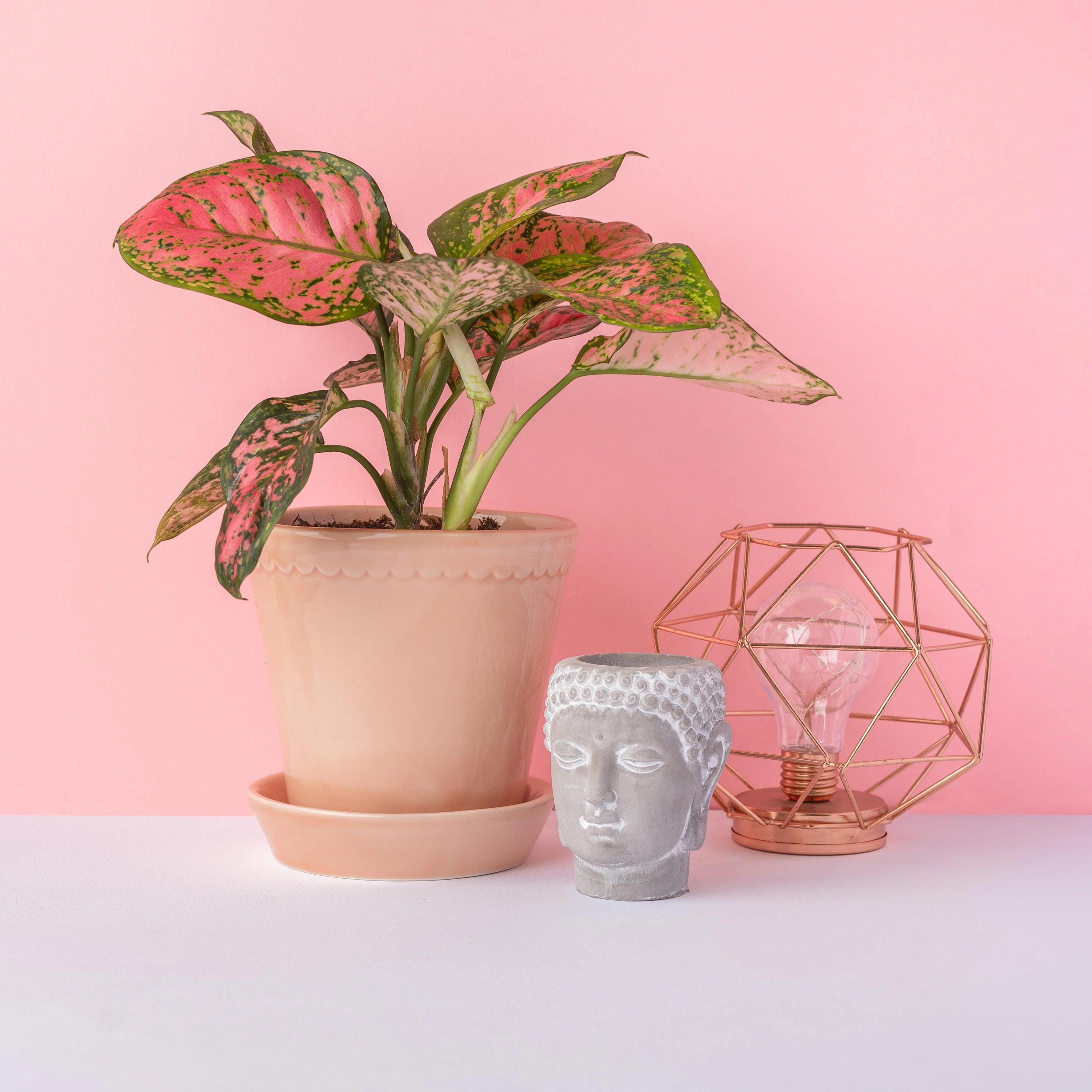 Aglaonema Spotted Star - Image 2