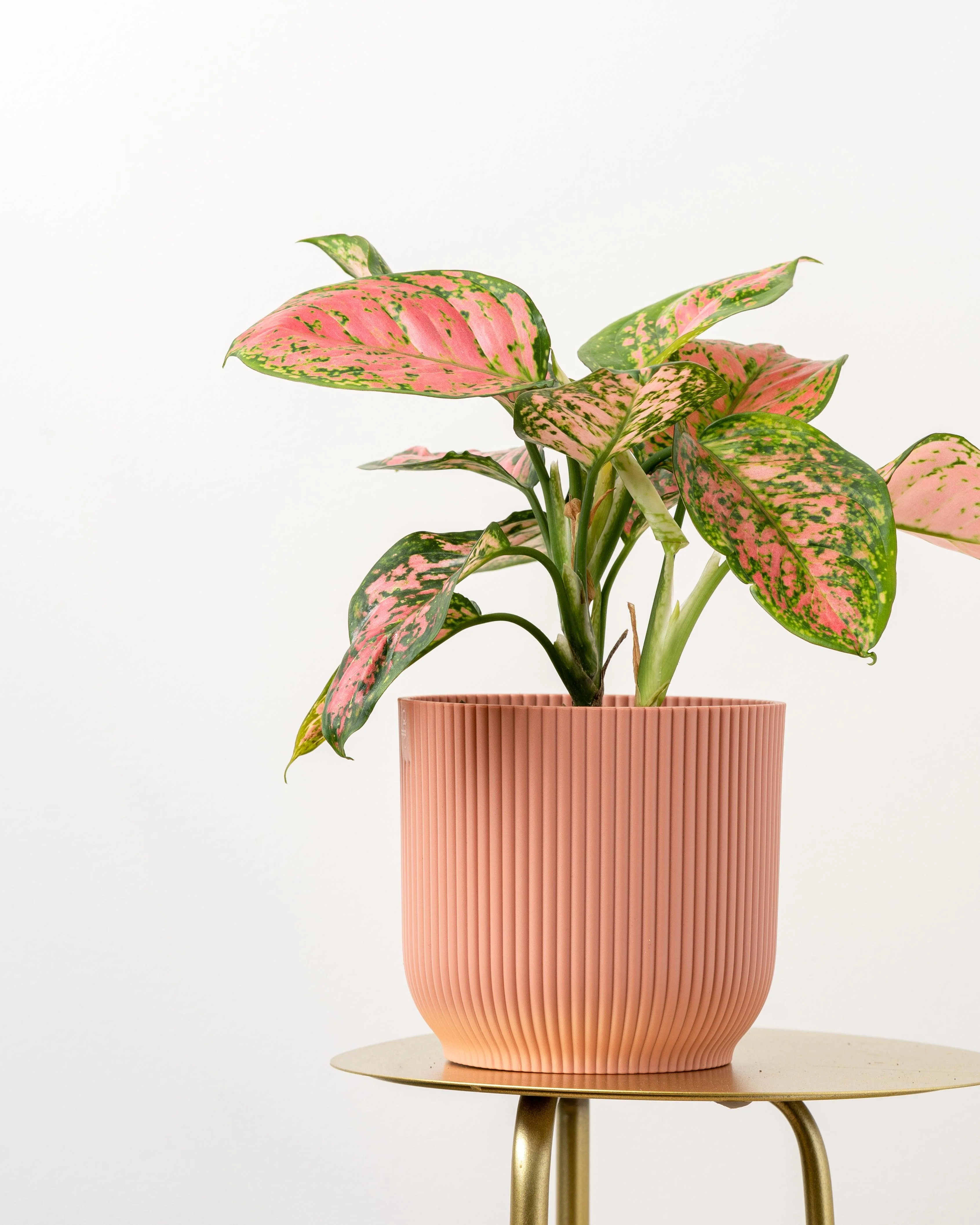 Aglaonema Spotted Star - Image 3