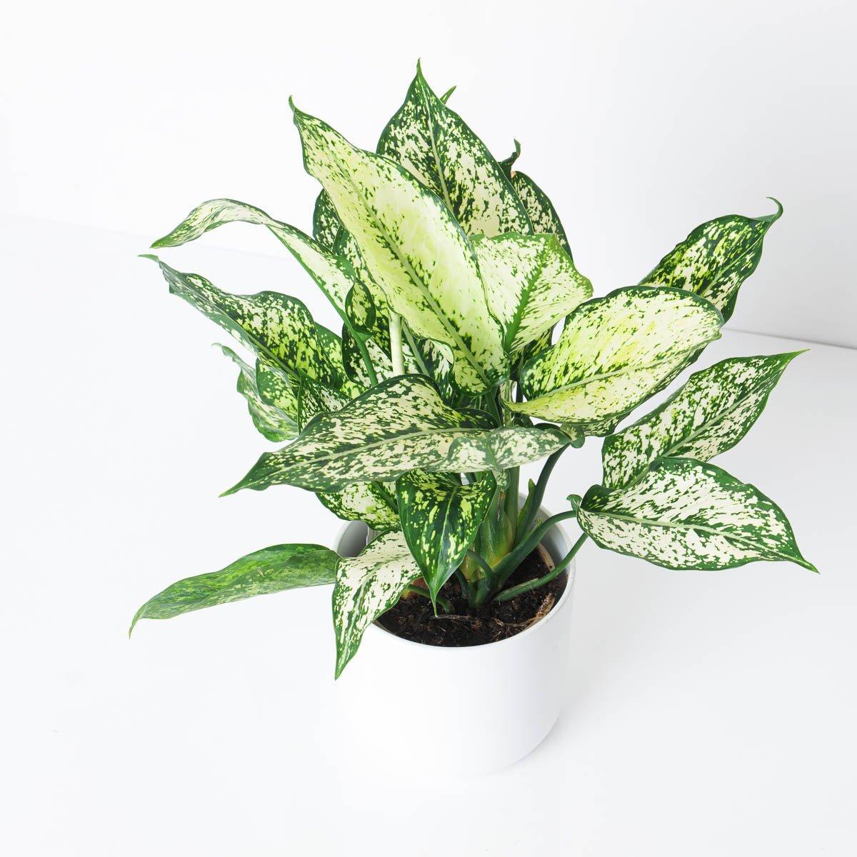 Aglaonema Spotted Star White