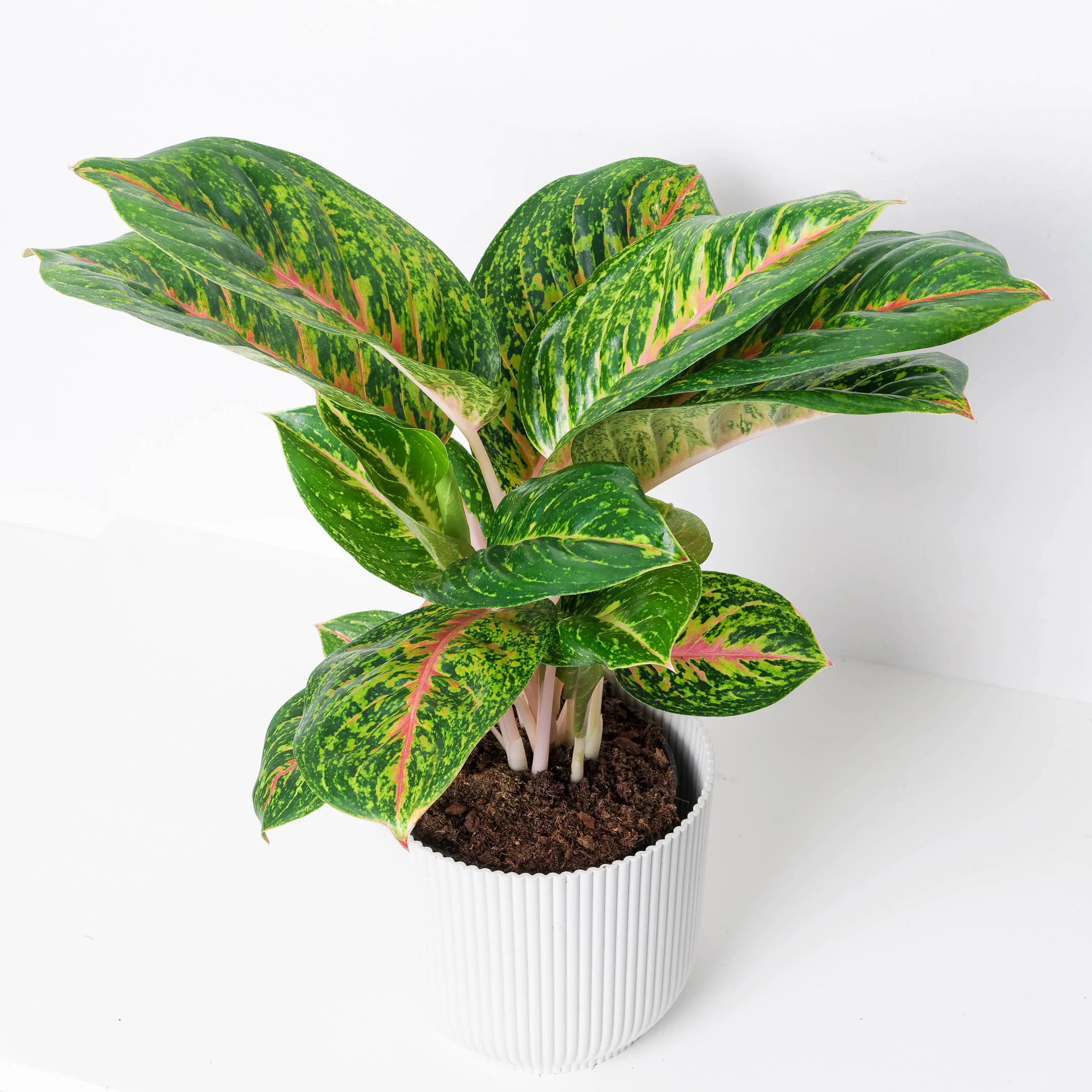Aglaonema 'Spring Red'