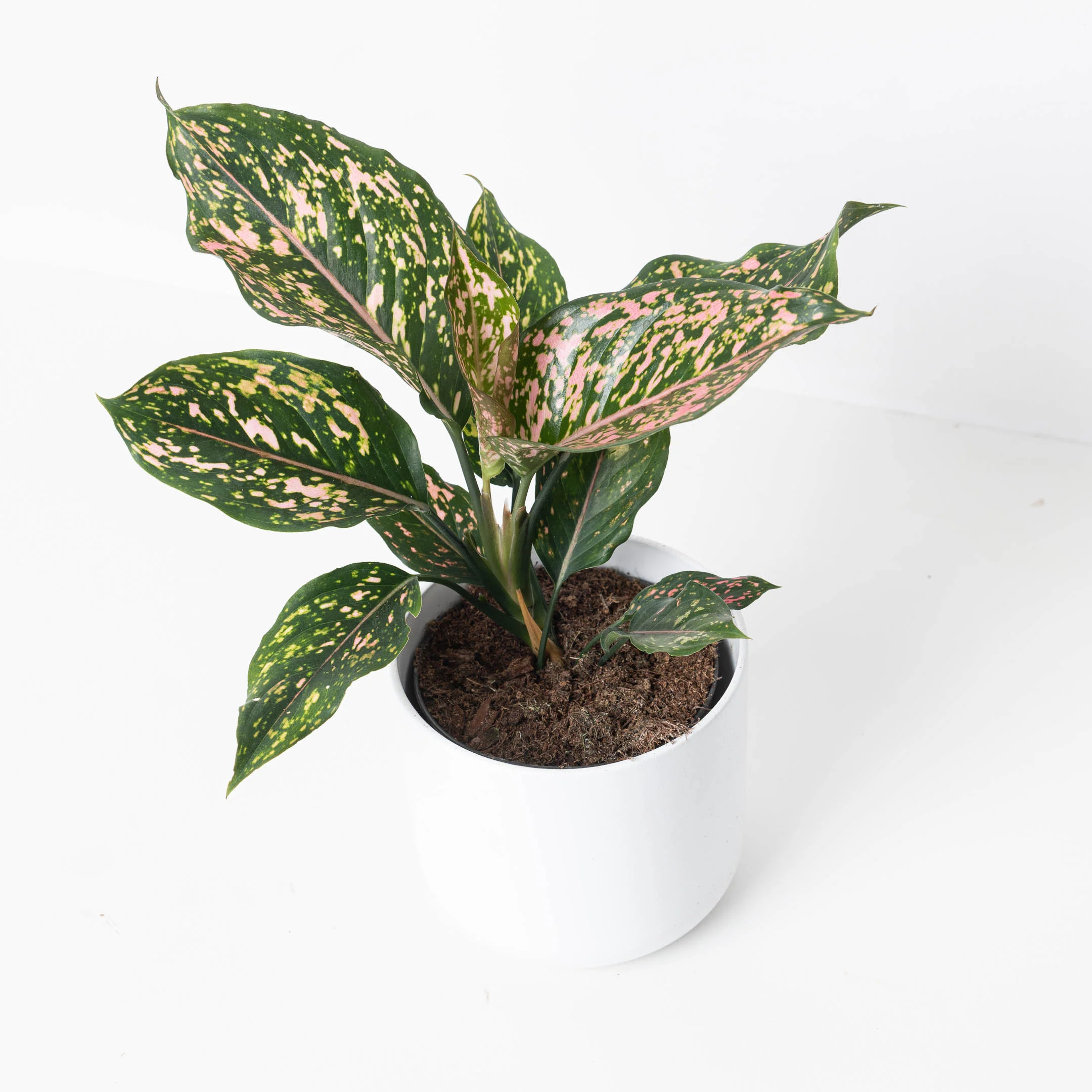 Aglaonema 'Pink Leopard'