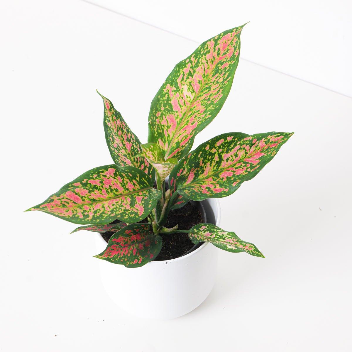 Aglaonema Strawberry Baby
