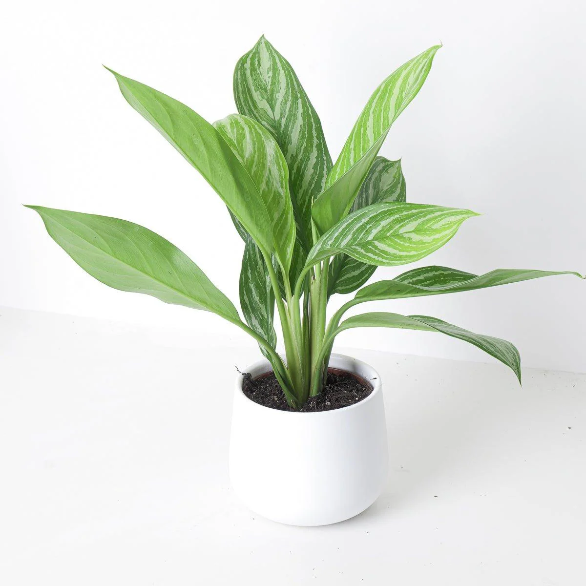 Aglaonema Stripes