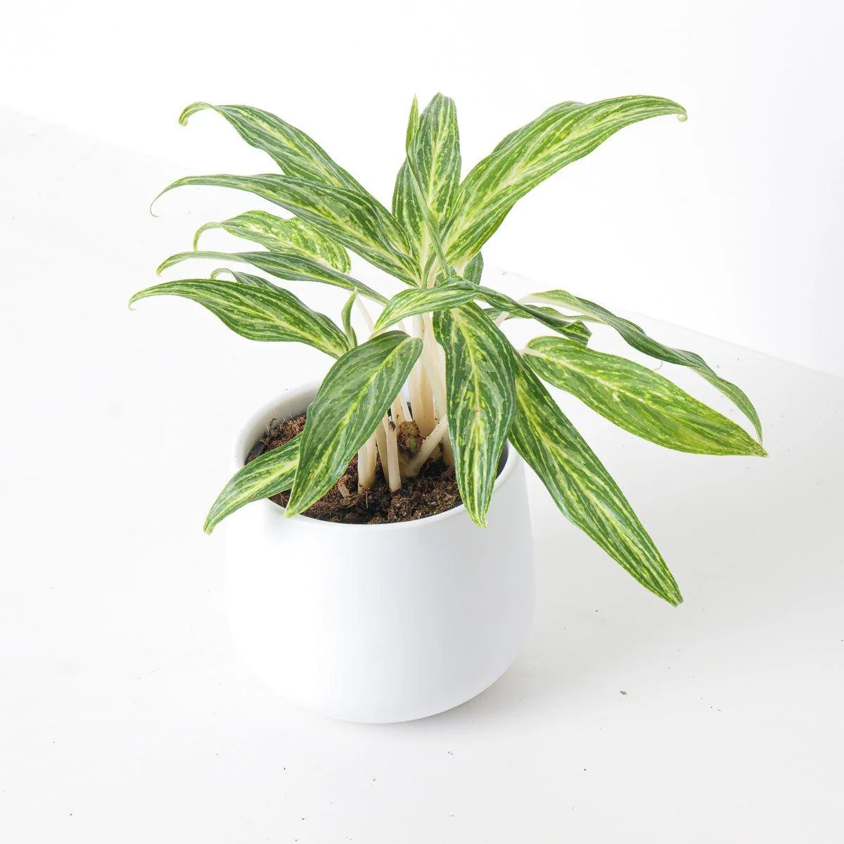 Aglaonema Sunray Green