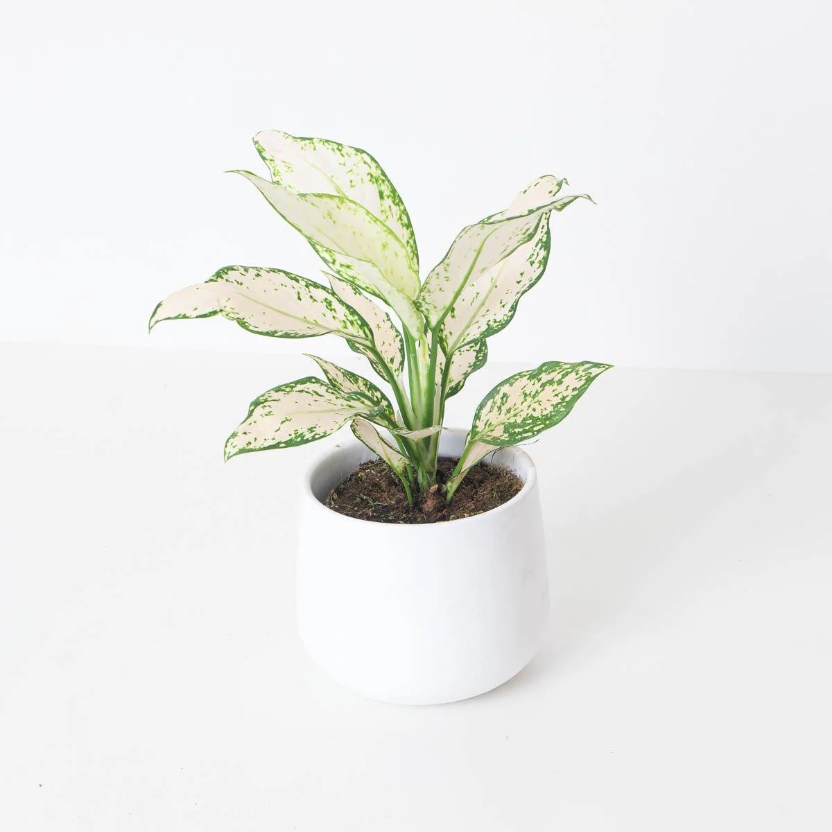Aglaonema Vanilla Baby