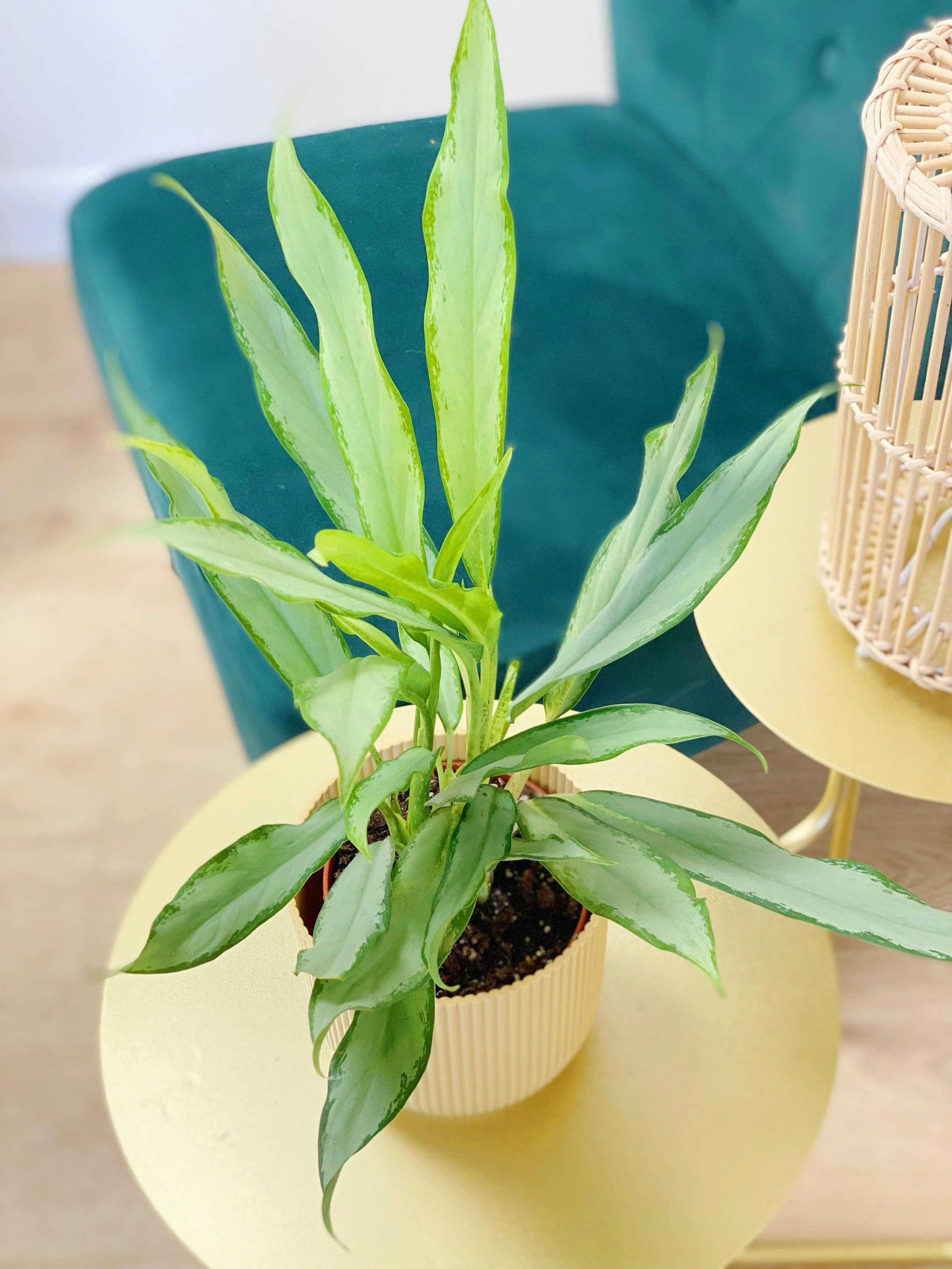 Aglaonema White Lance | Chinese Evergreen | House Plant