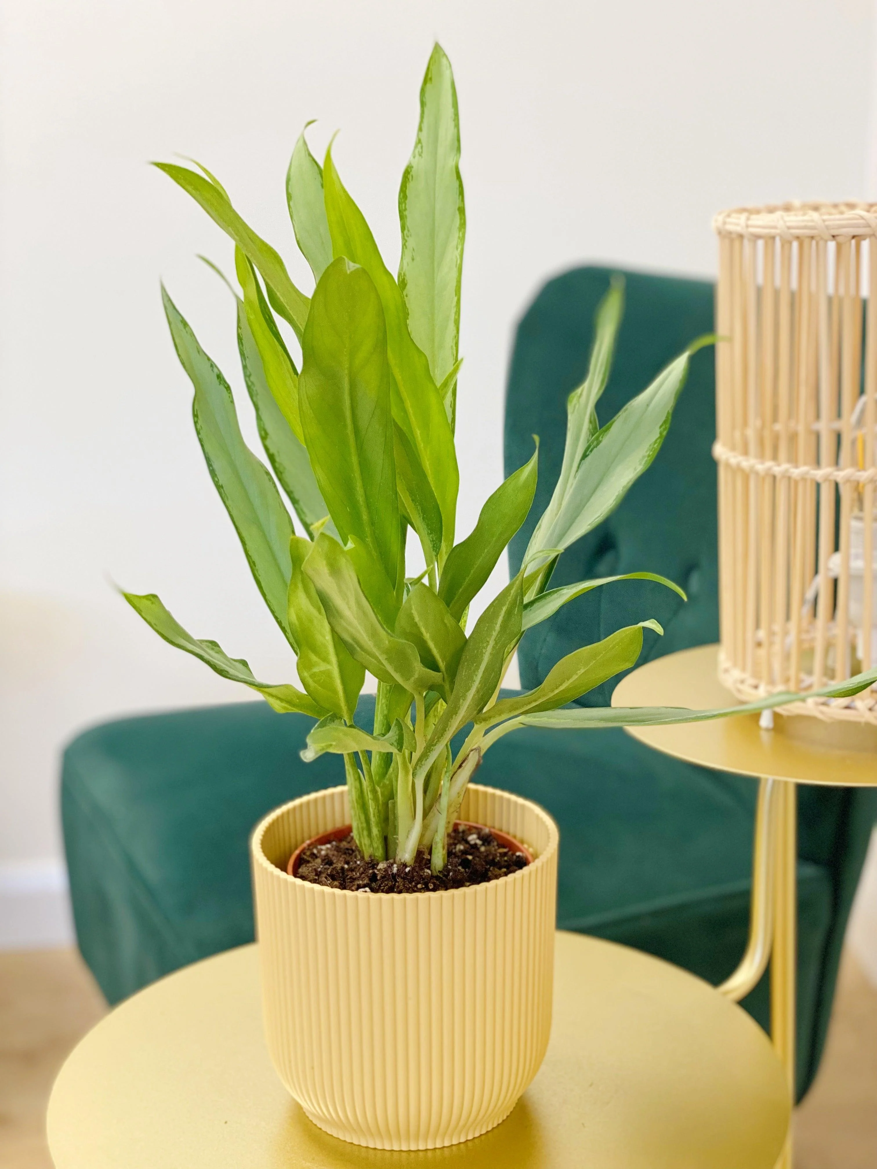 Aglaonema White Lance | Chinese Evergreen | House Plant - Image 2