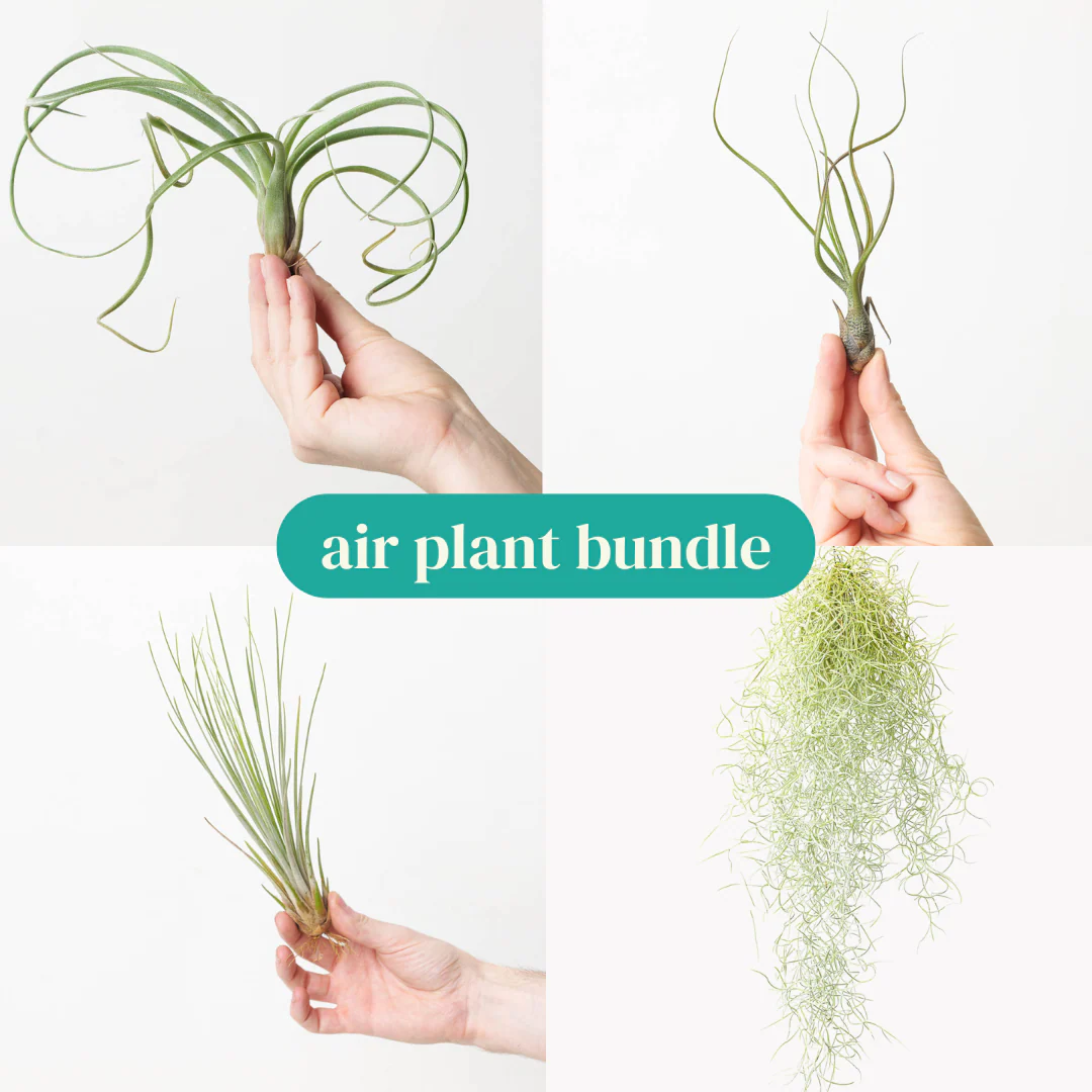 Air Plant Bundle