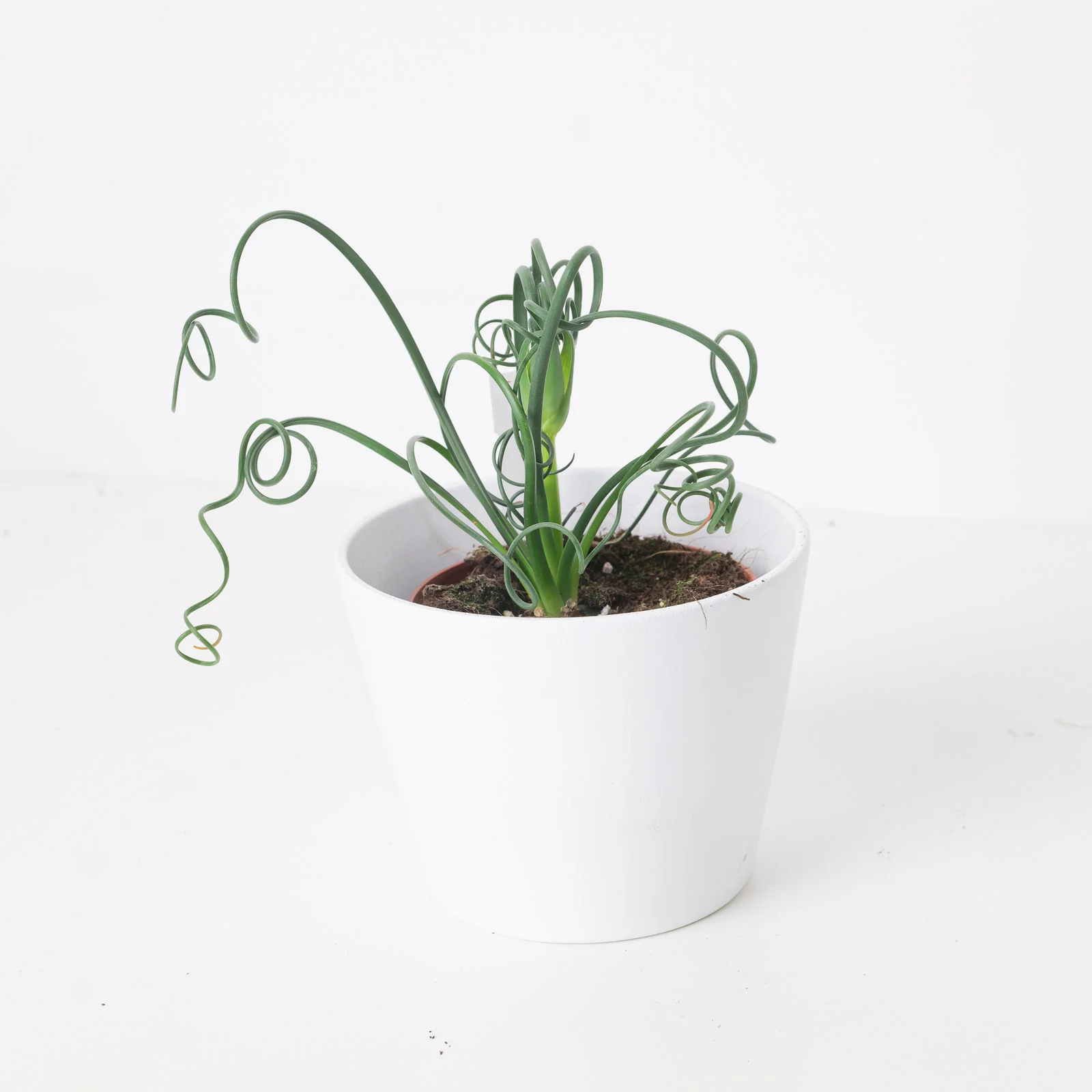 Albuca spiralis | Frizzle Sizzle
