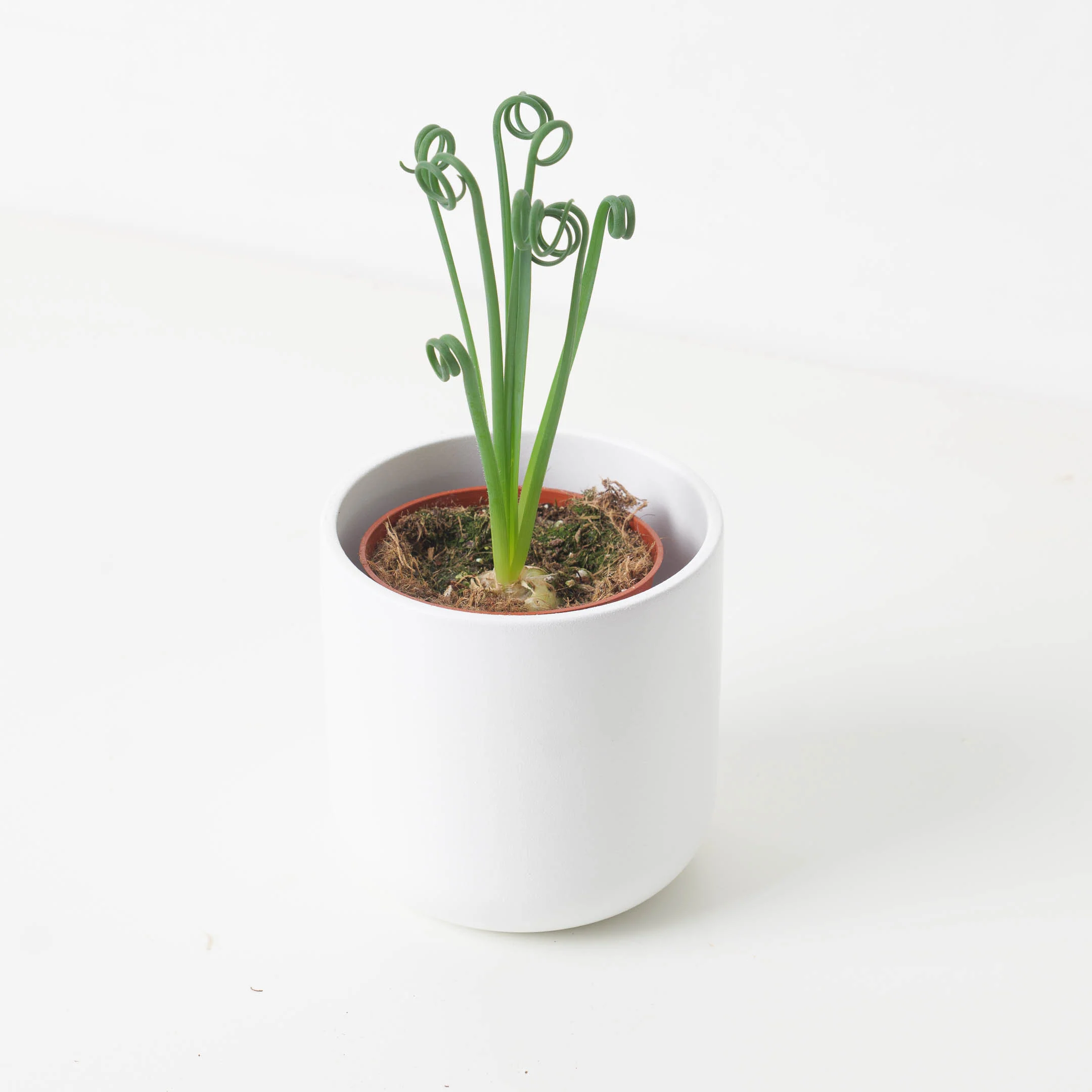 Albuca spiralis | Frizzle Sizzle - Image 2