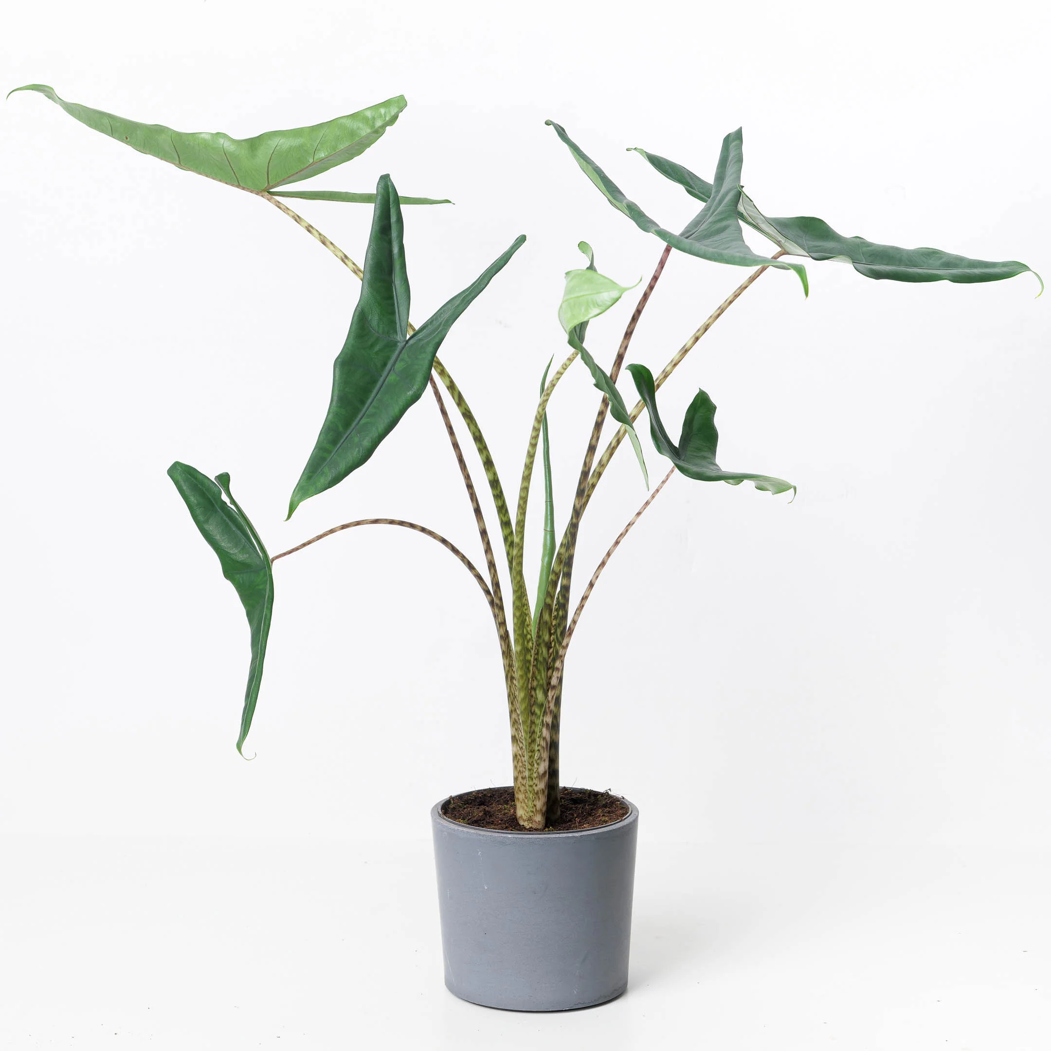 Alocasia Acuta Tigrina