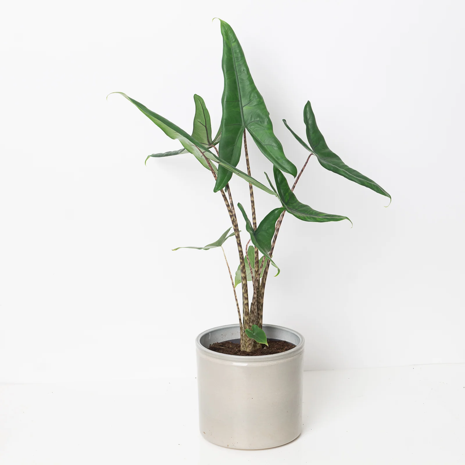 Alocasia Acuta Tigrina - Image 2