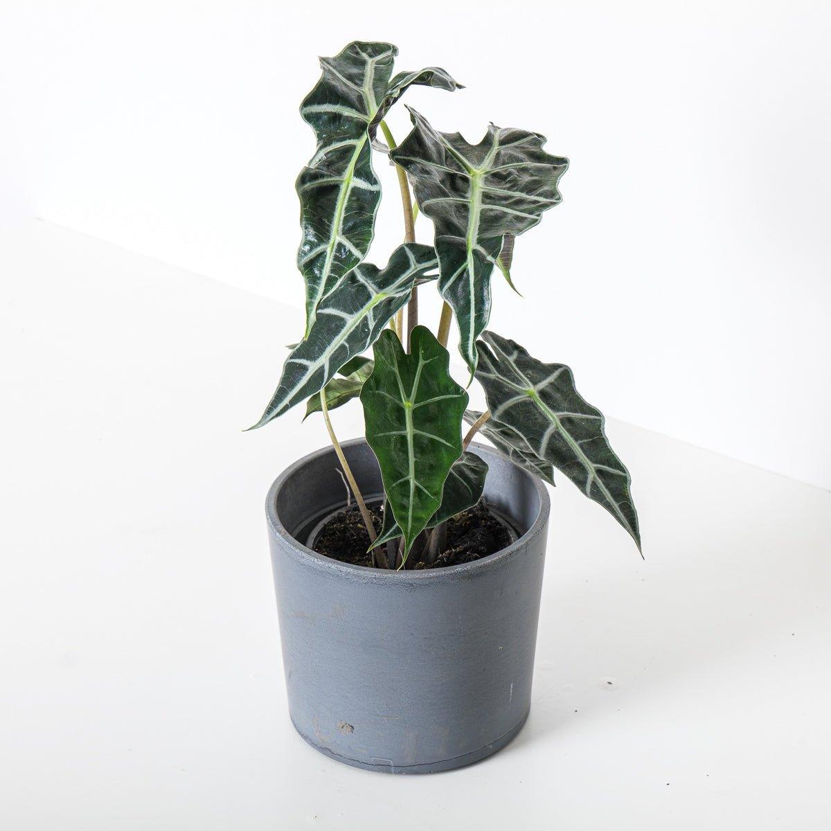 Alocasia Amazonica Dwarf