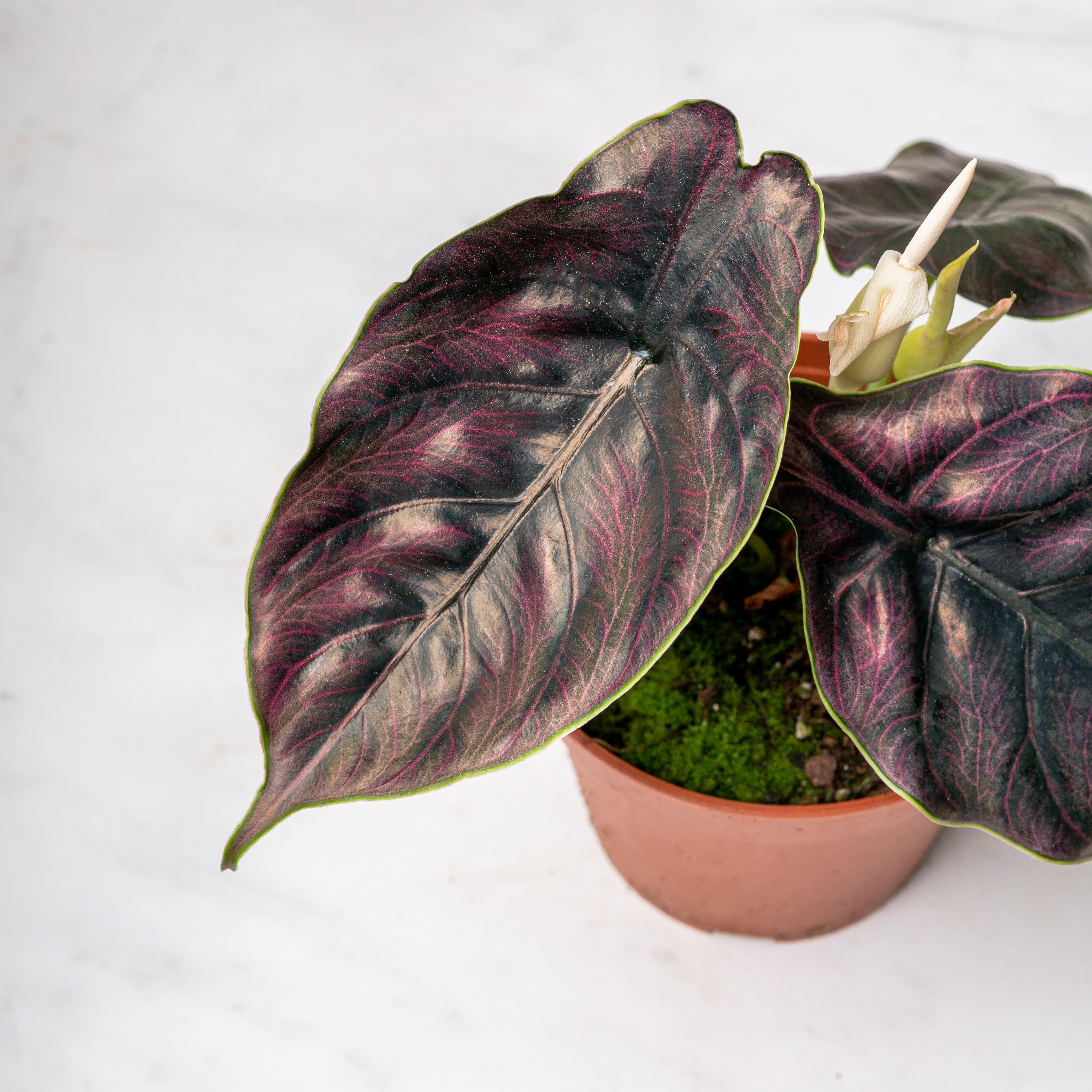 Alocasia Azlanii
