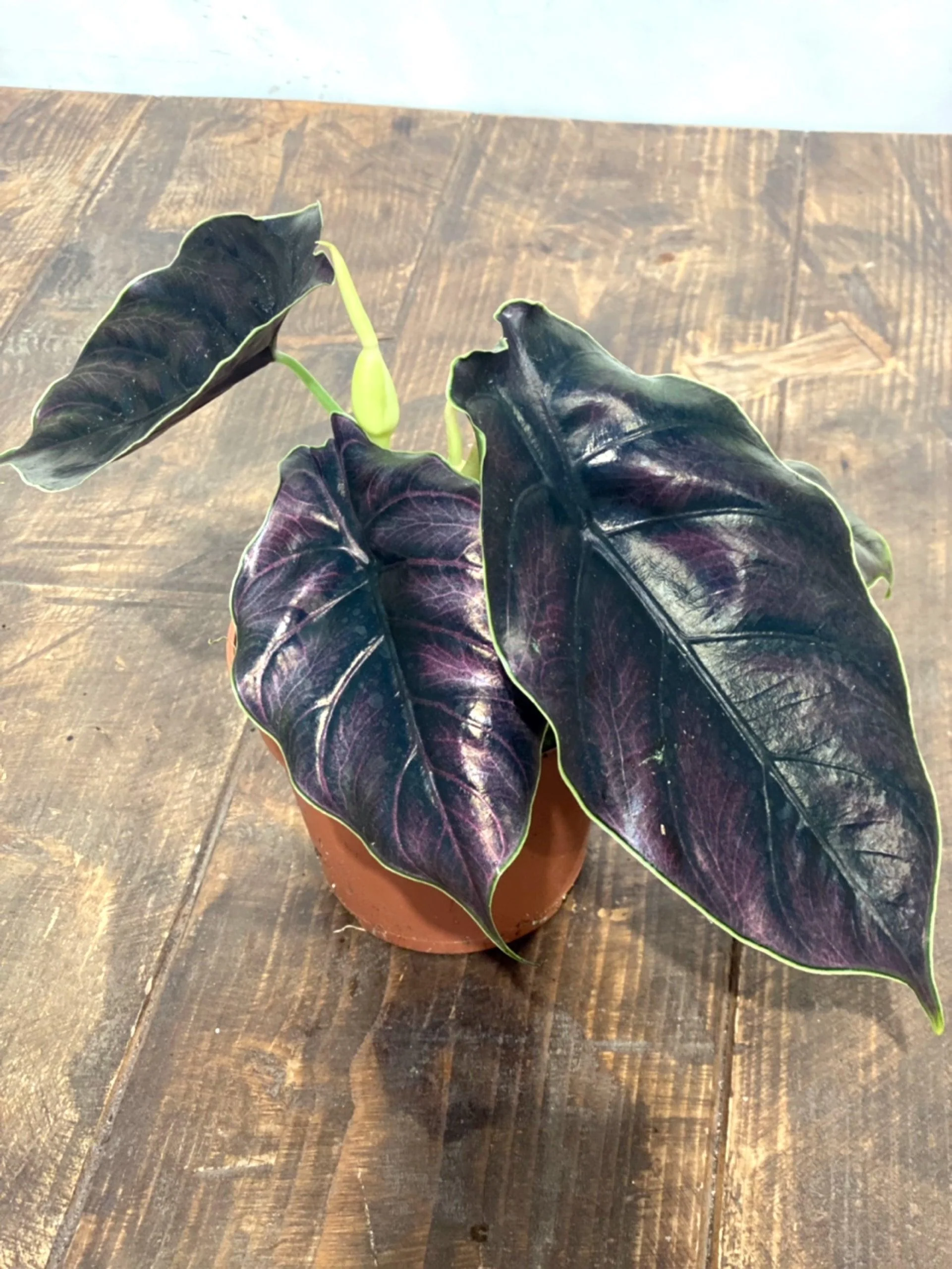 Alocasia Azlanii - Image 2