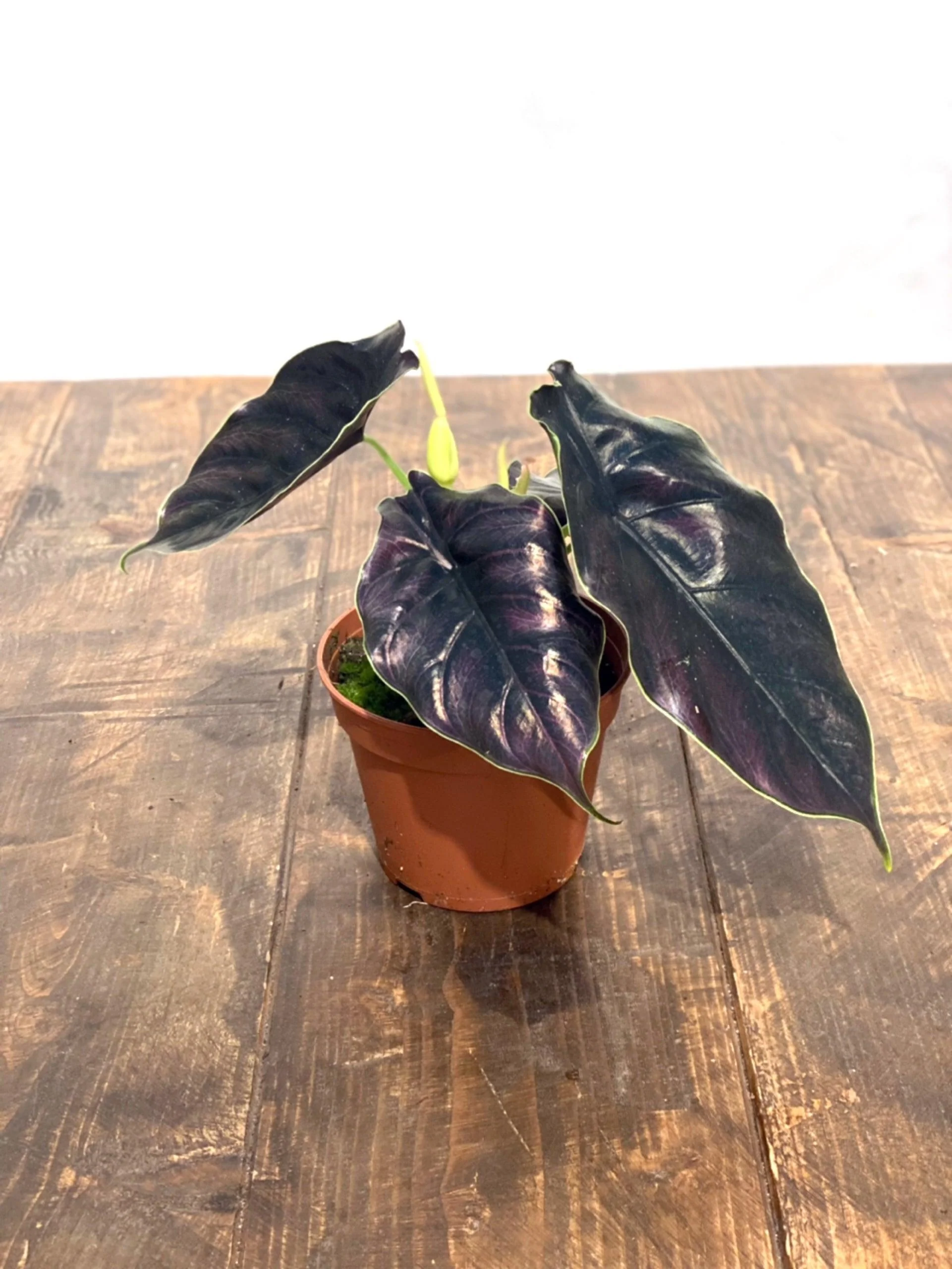 Alocasia Azlanii - Image 3