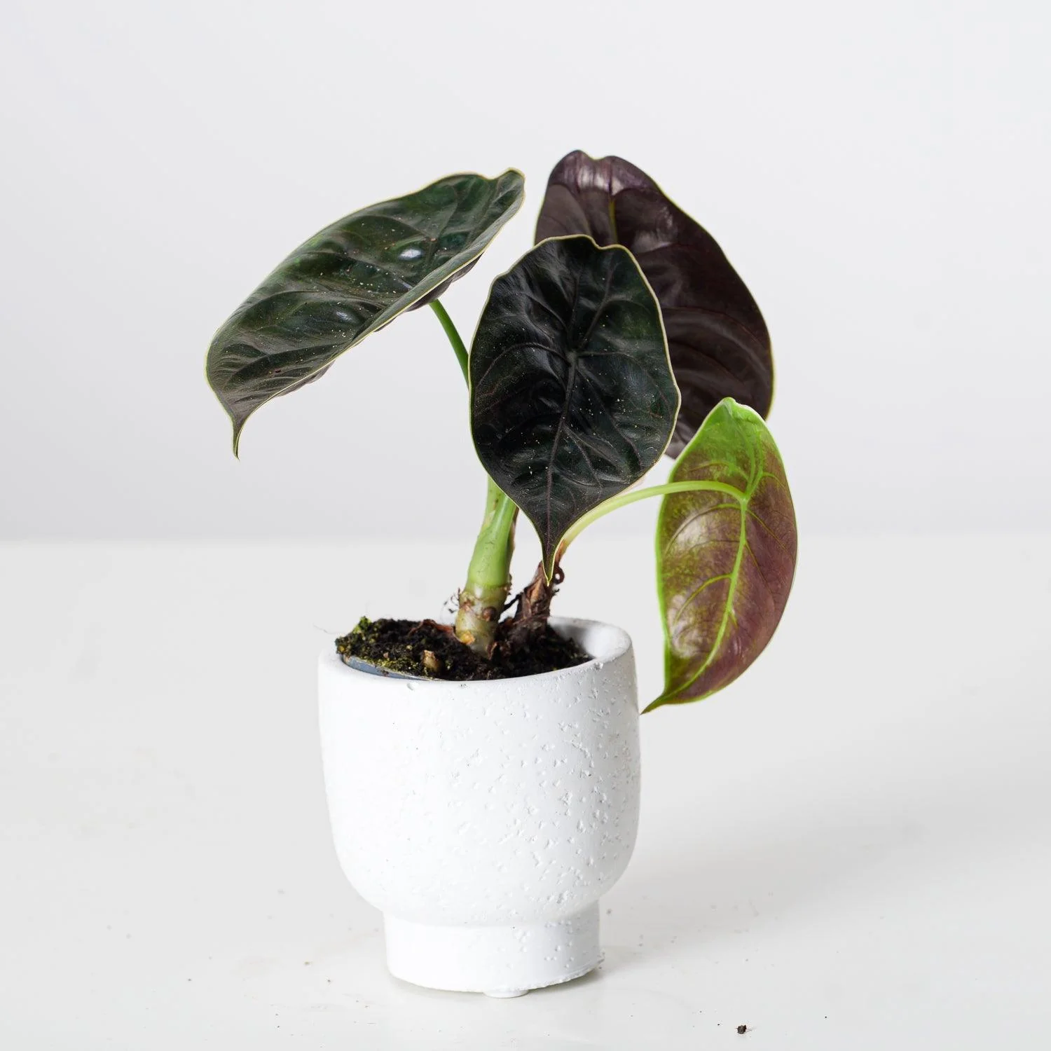 Alocasia Azlanii - Image 4