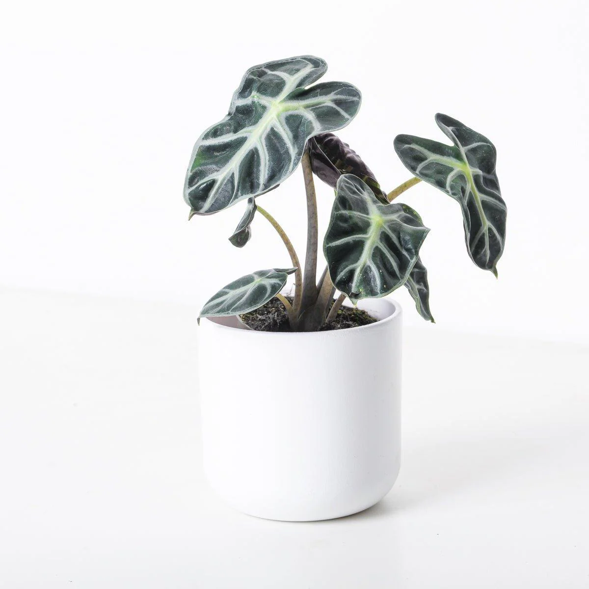 Alocasia Balloon Heart