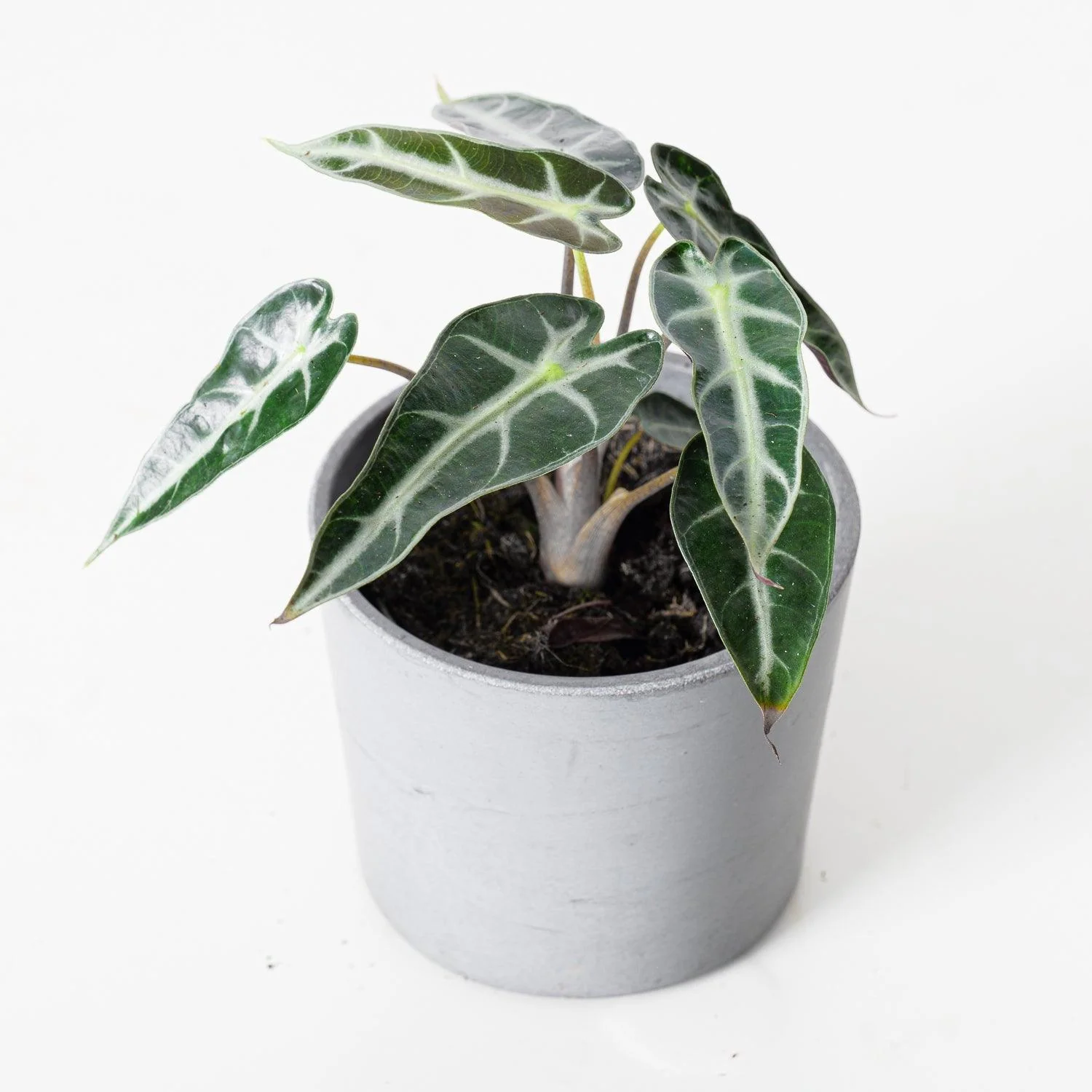 Alocasia Bambino