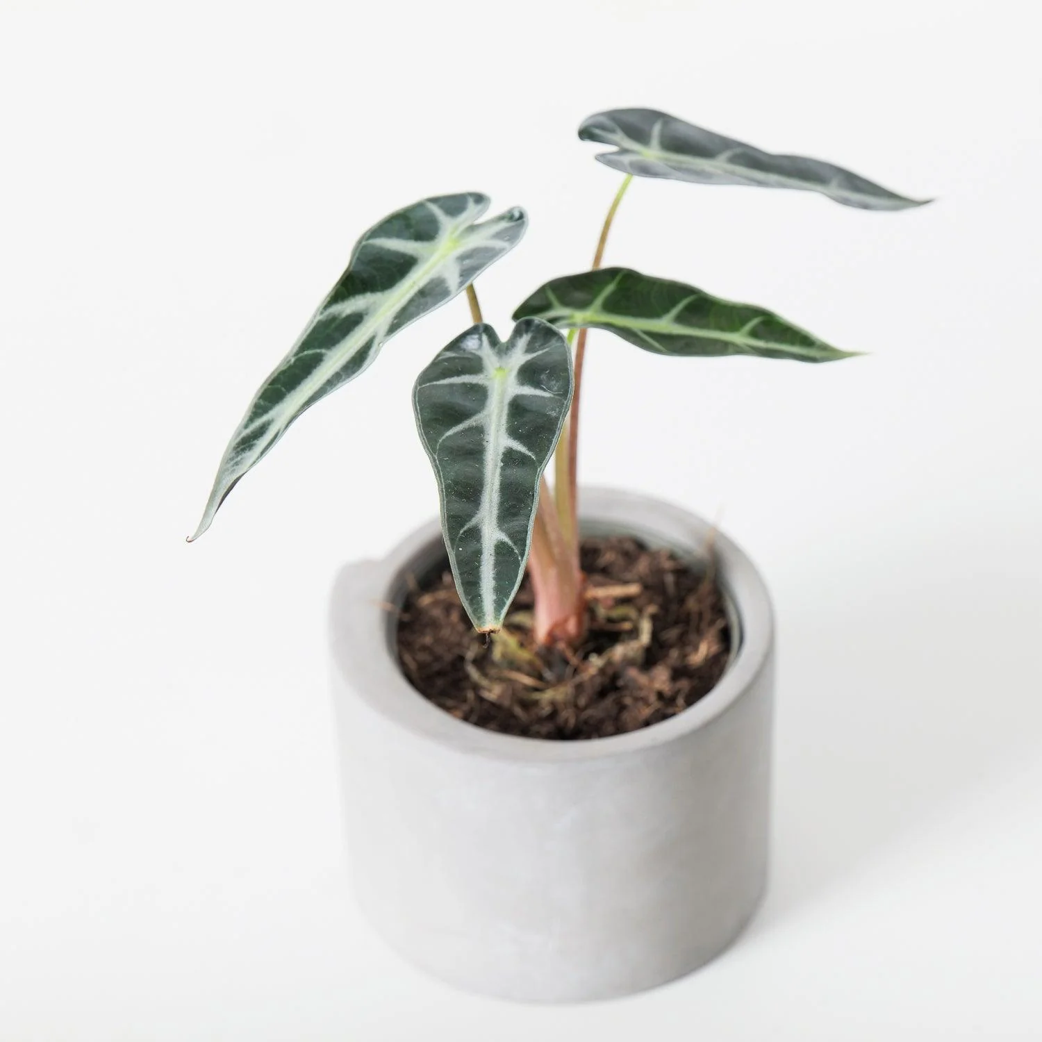Alocasia Bambino - Image 2