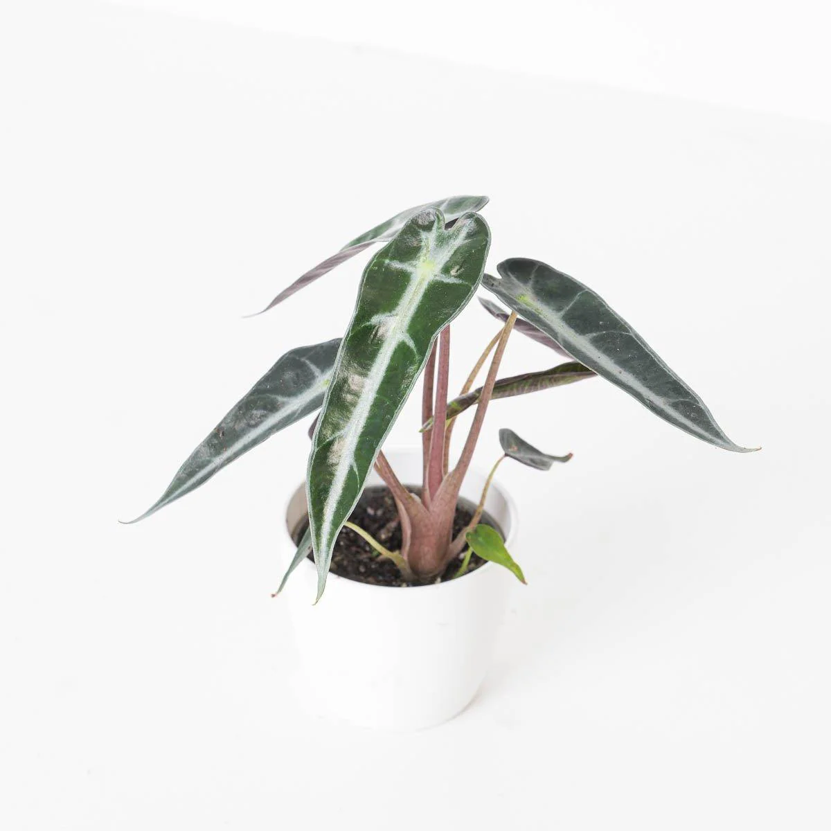 Alocasia Bambino - Image 3