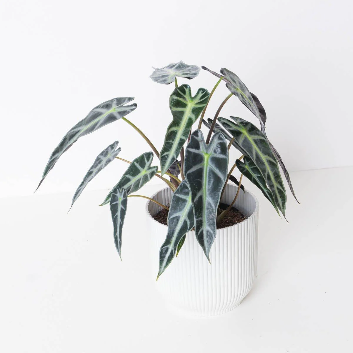 Alocasia Bambino - Image 4