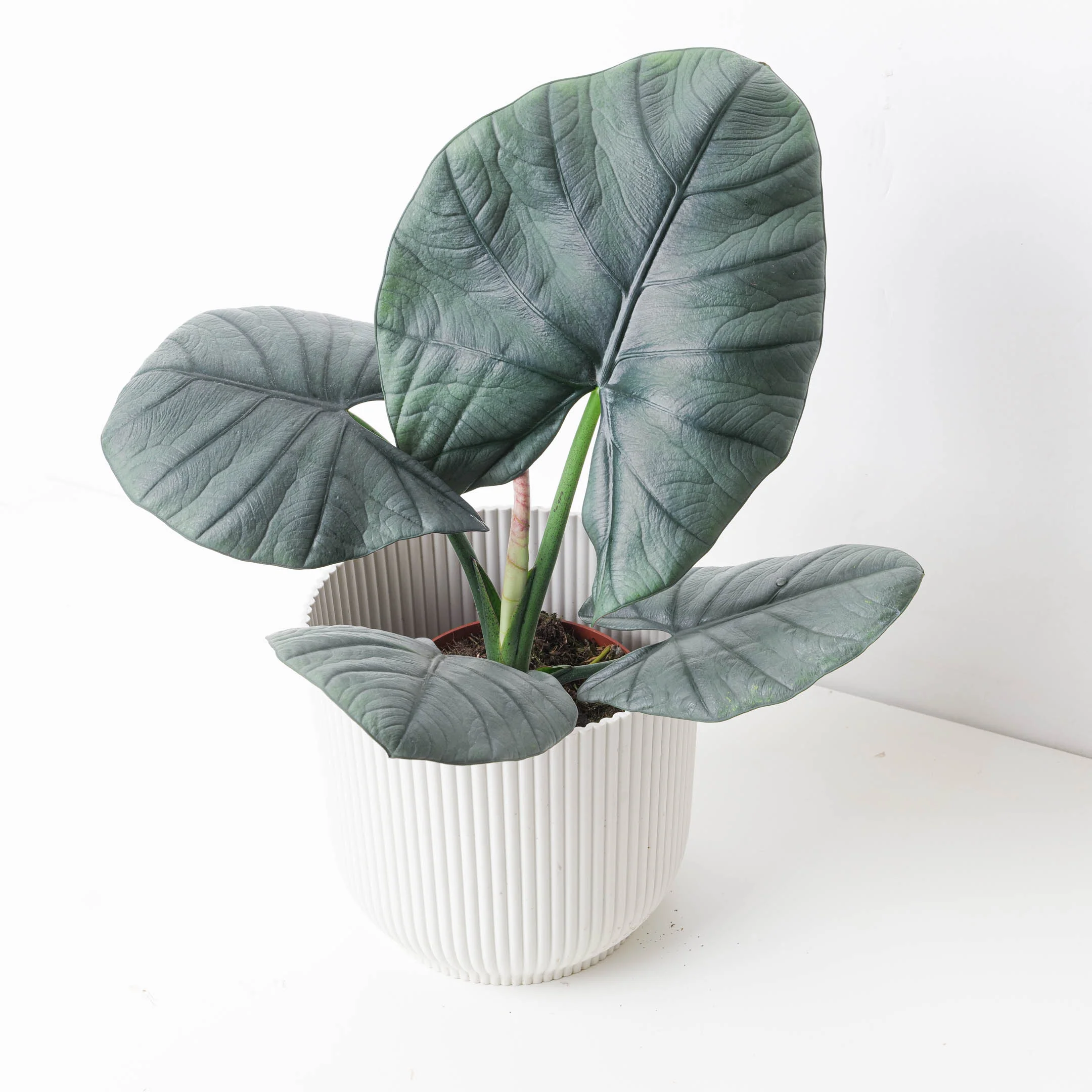 Alocasia Bisma