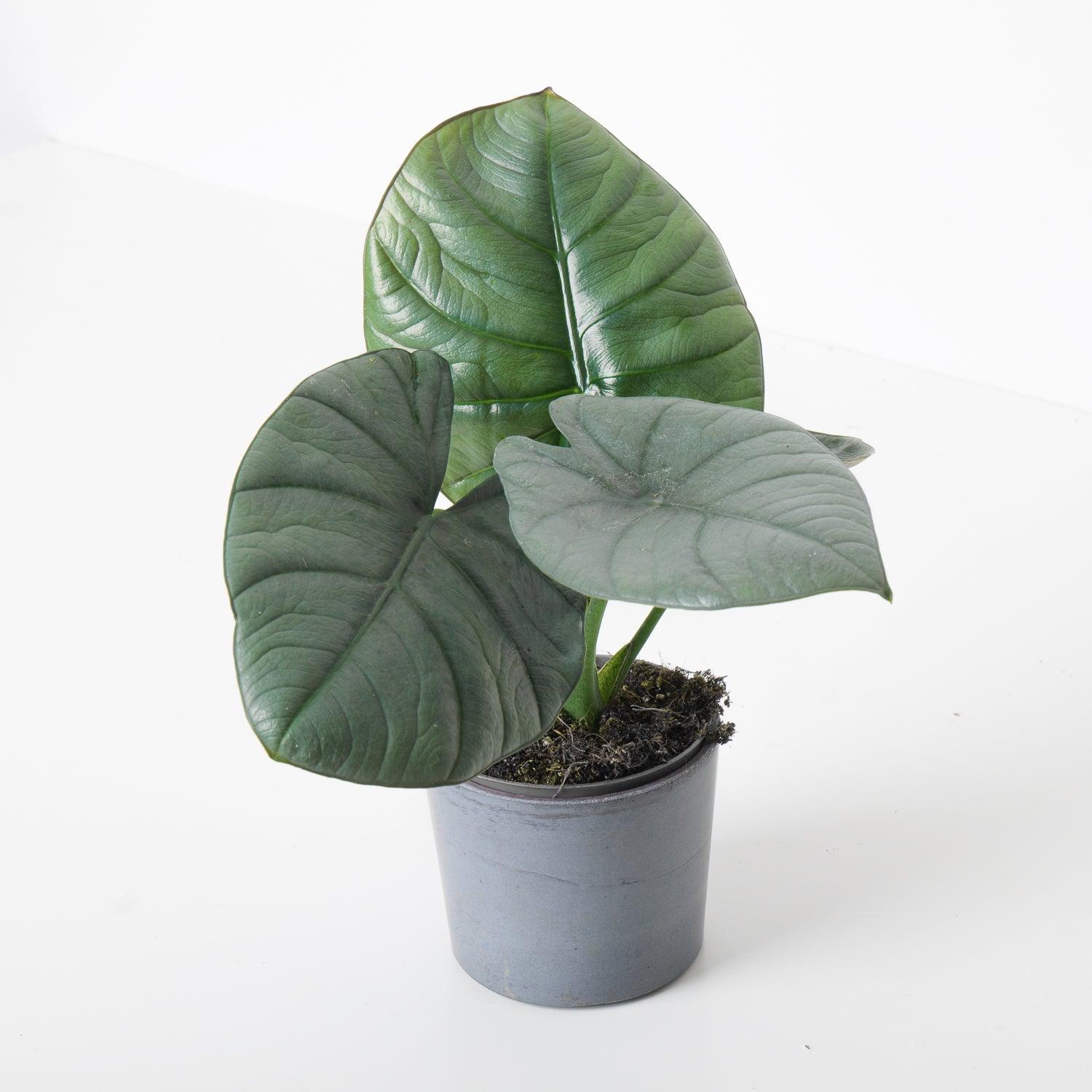 Alocasia Bisma - Image 2