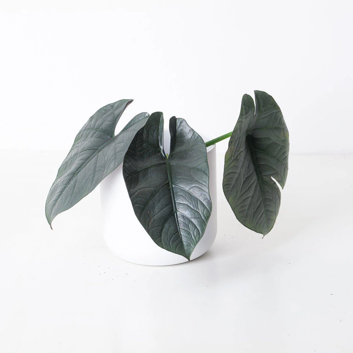 Alocasia Bisma - Image 3