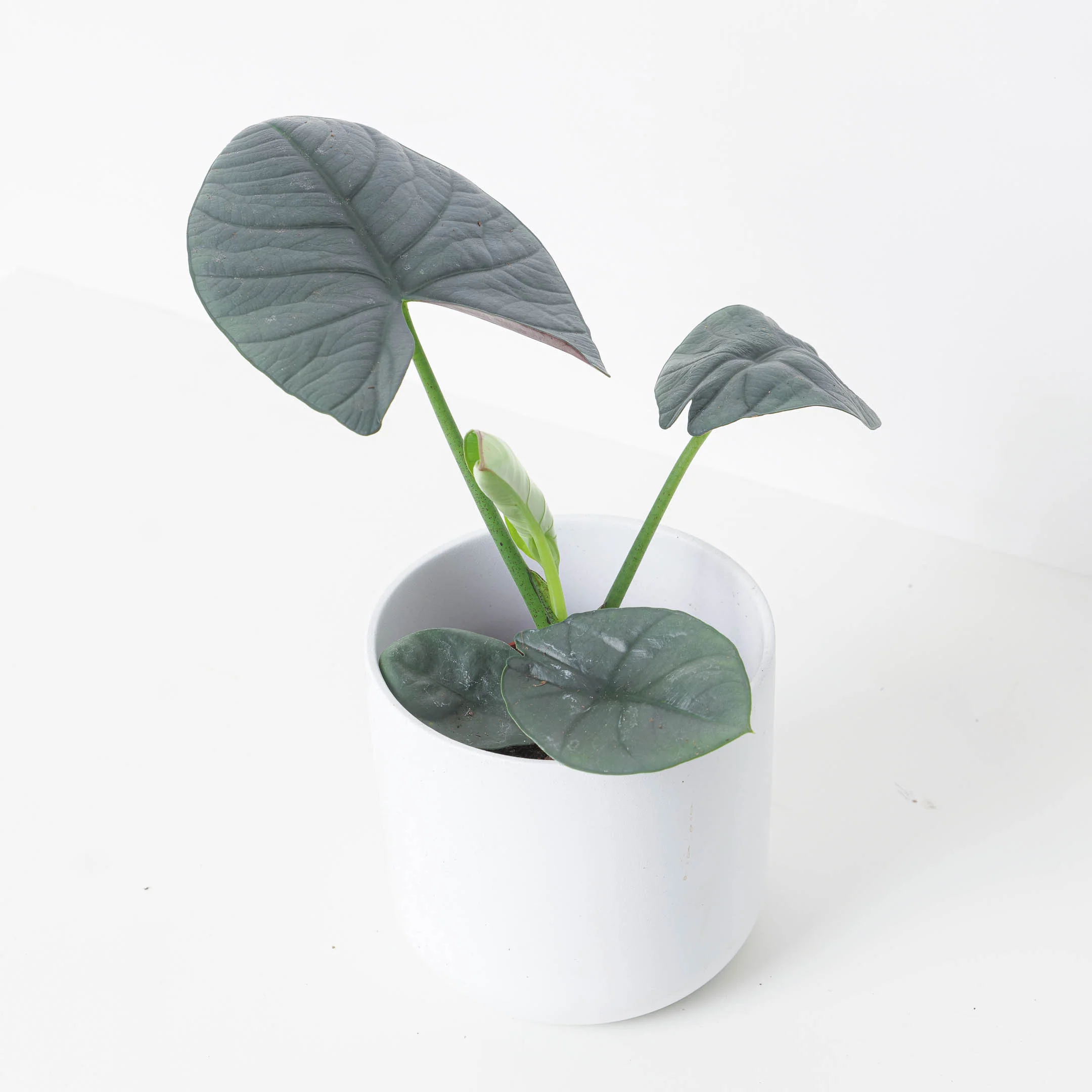 Alocasia Bisma - Image 4