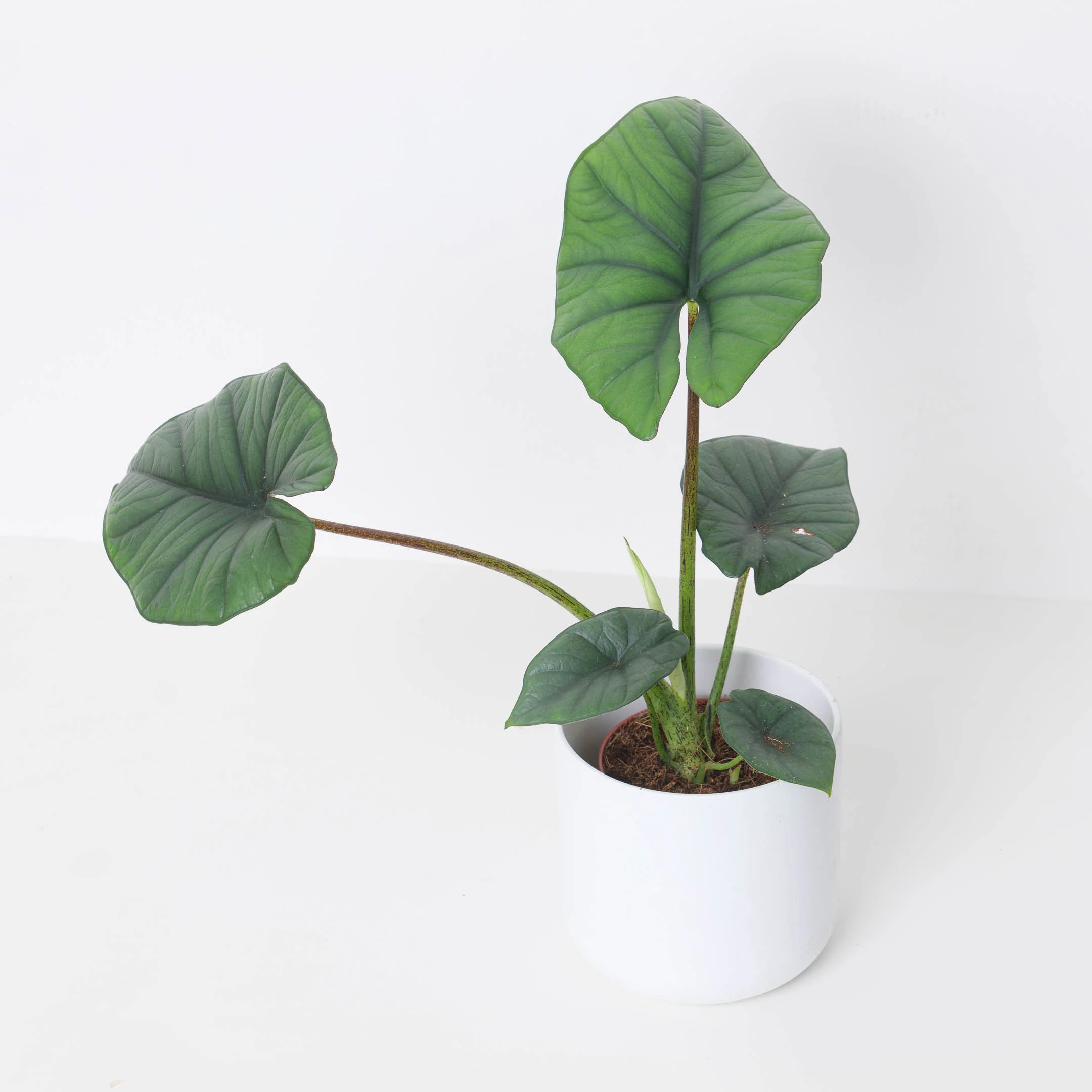 Alocasia Bisma 'Silver'