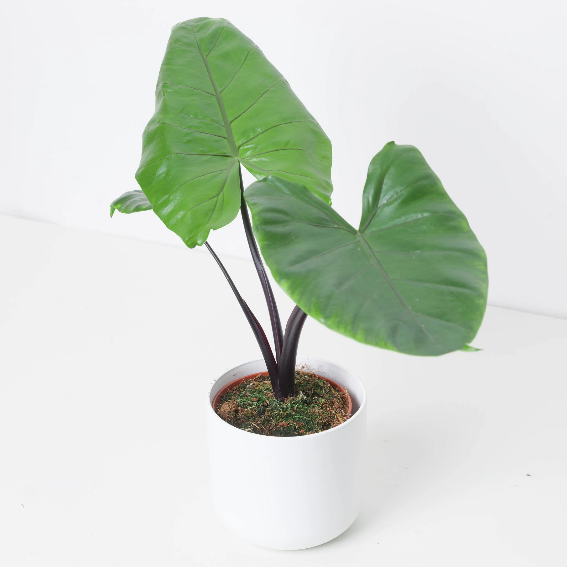 Alocasia Black Stem - Image 2