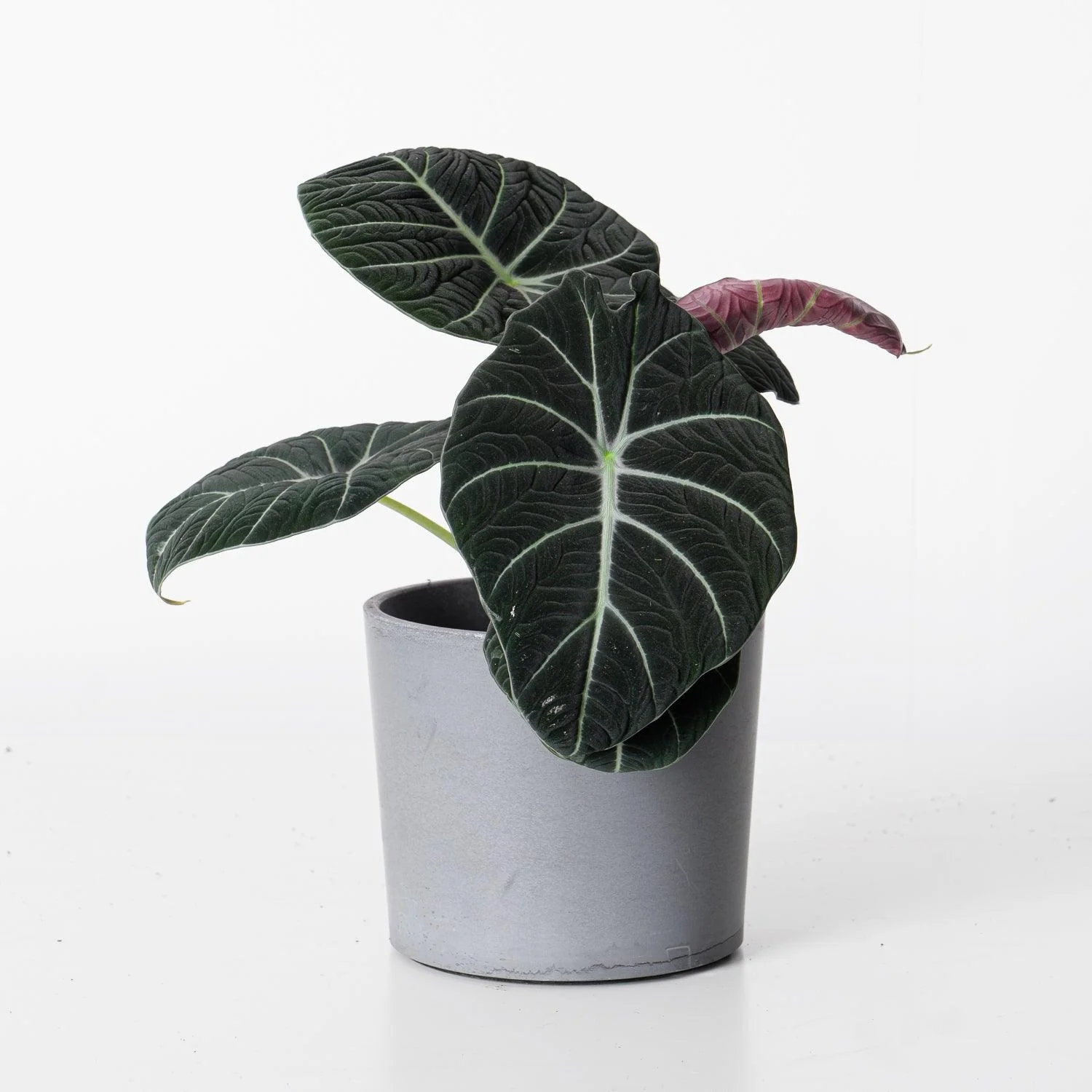 Alocasia Black Velvet - Image 3