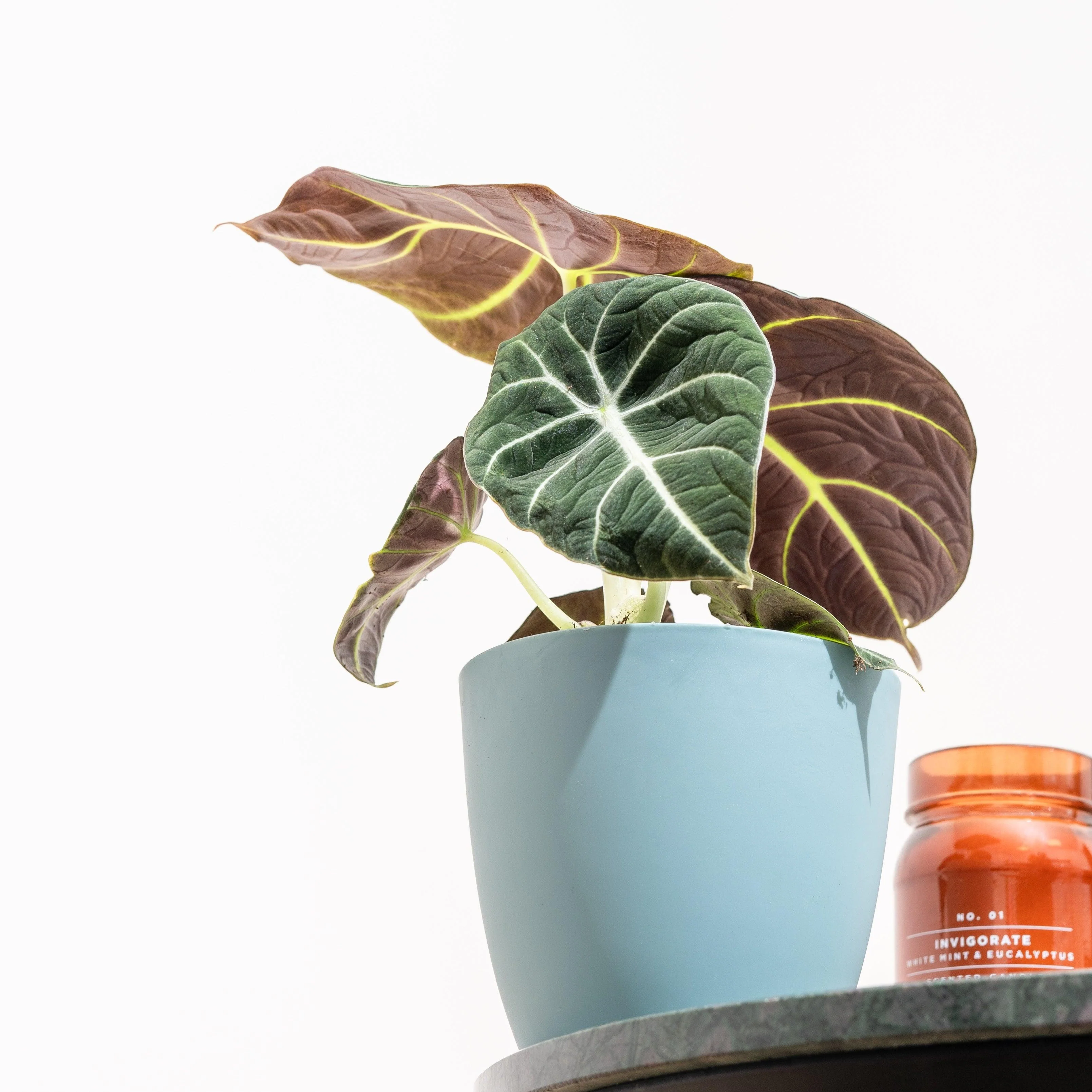 Alocasia Black Velvet - Image 4