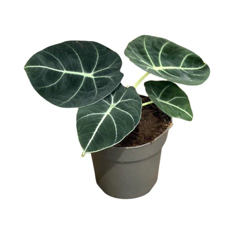 Alocasia Black Velvet - Image 5