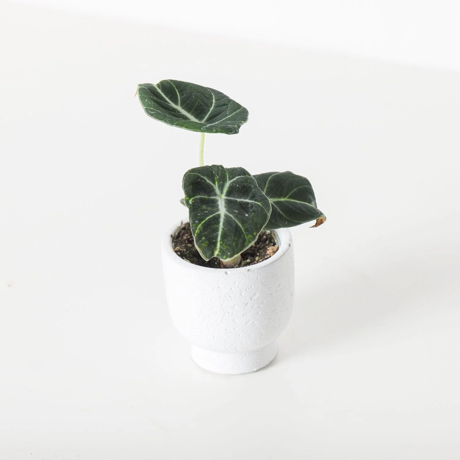 Alocasia Black Velvet - Image 6