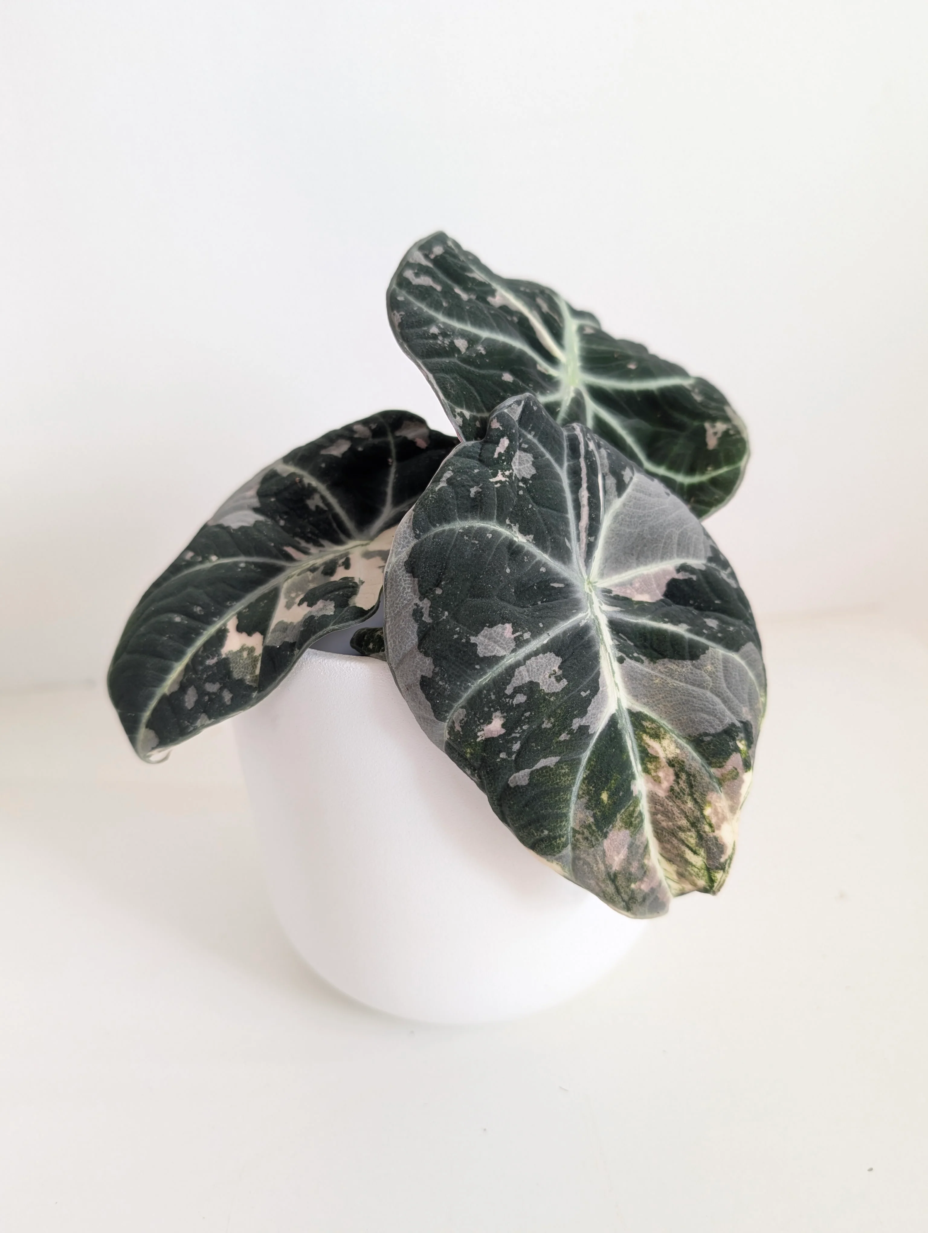 Alocasia 'Black Velvet' Variegated