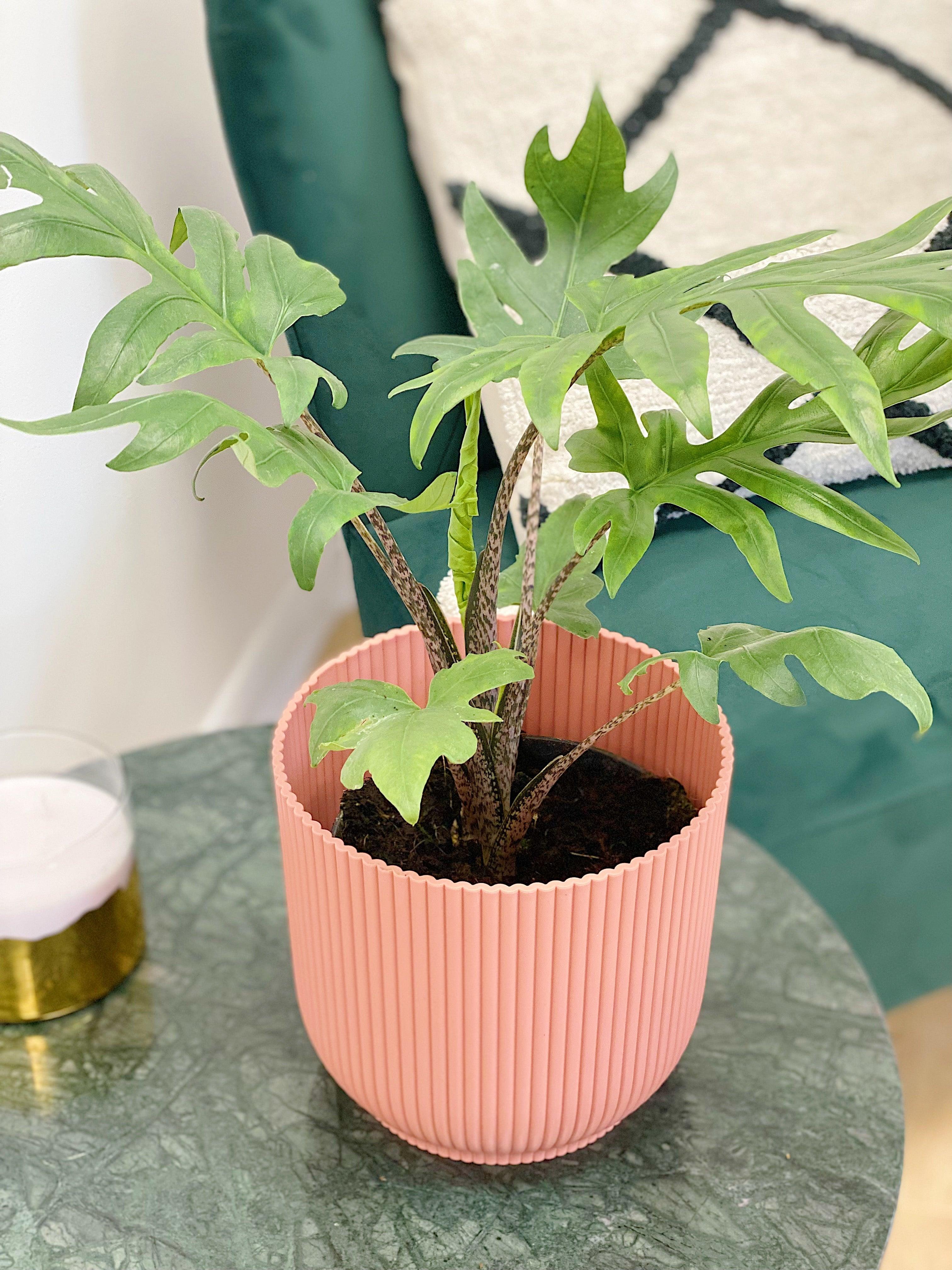 Alocasia Brancifolia Pink Passion - Image 3