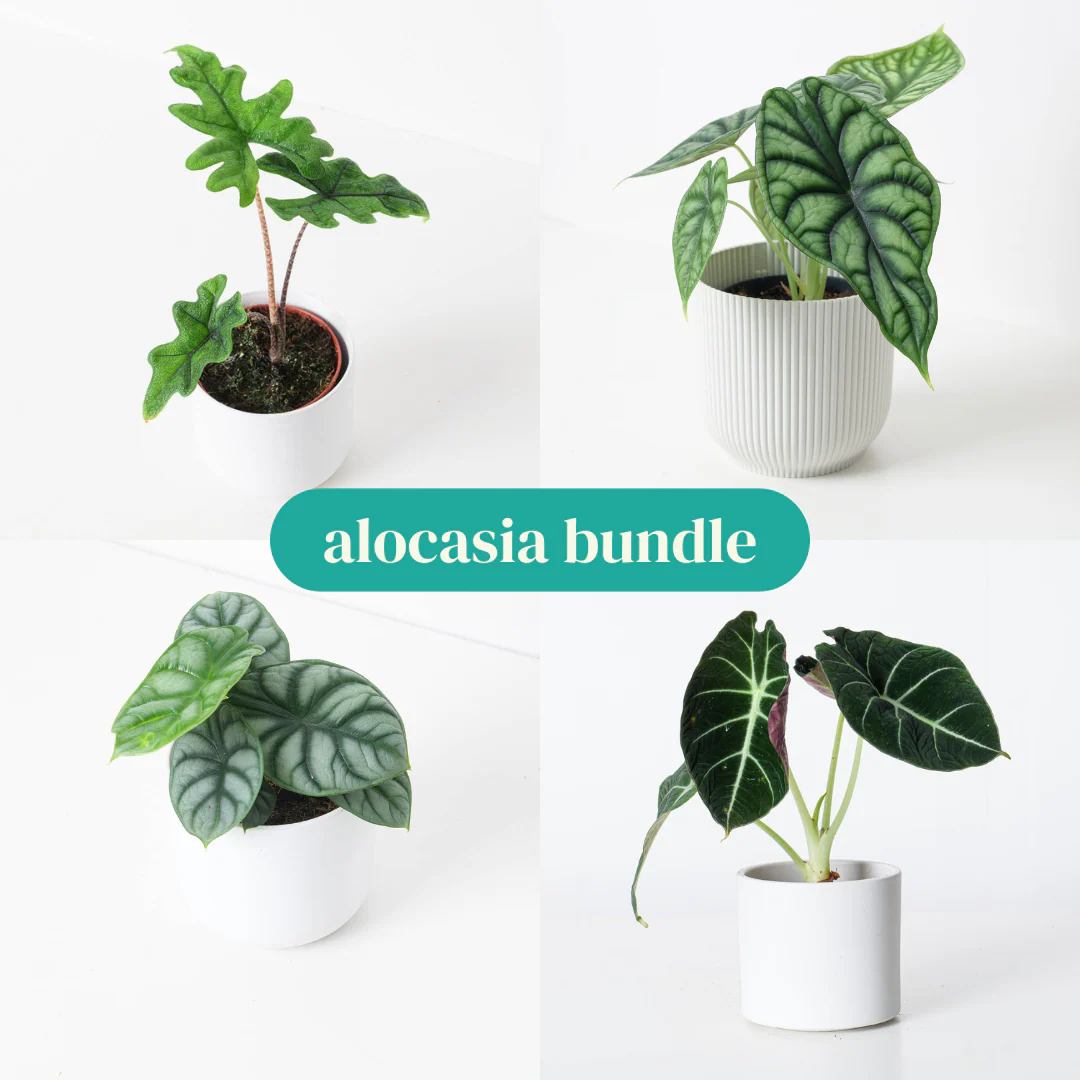 Alocasia Bundle