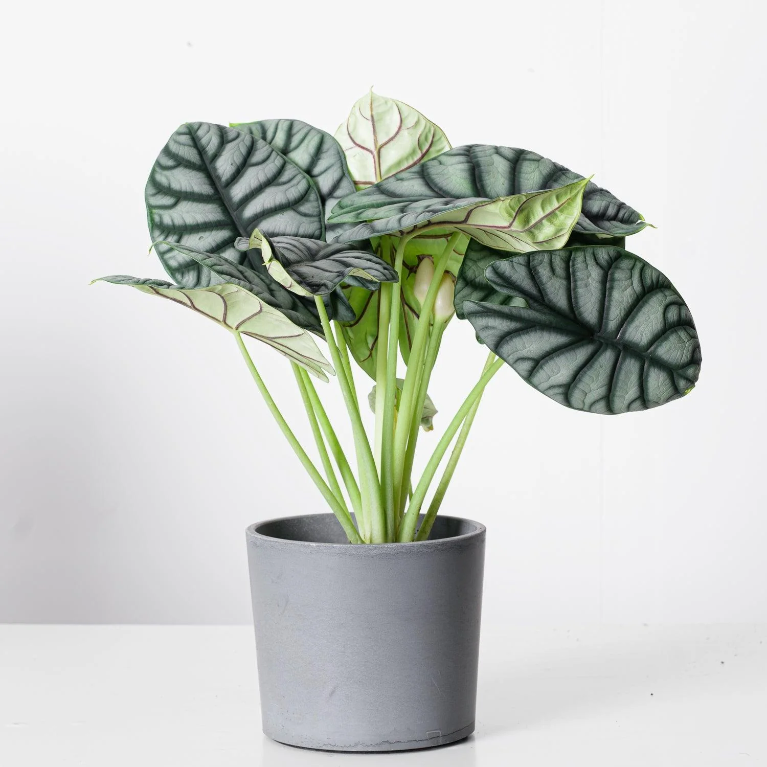 Alocasia Bundle - Image 3