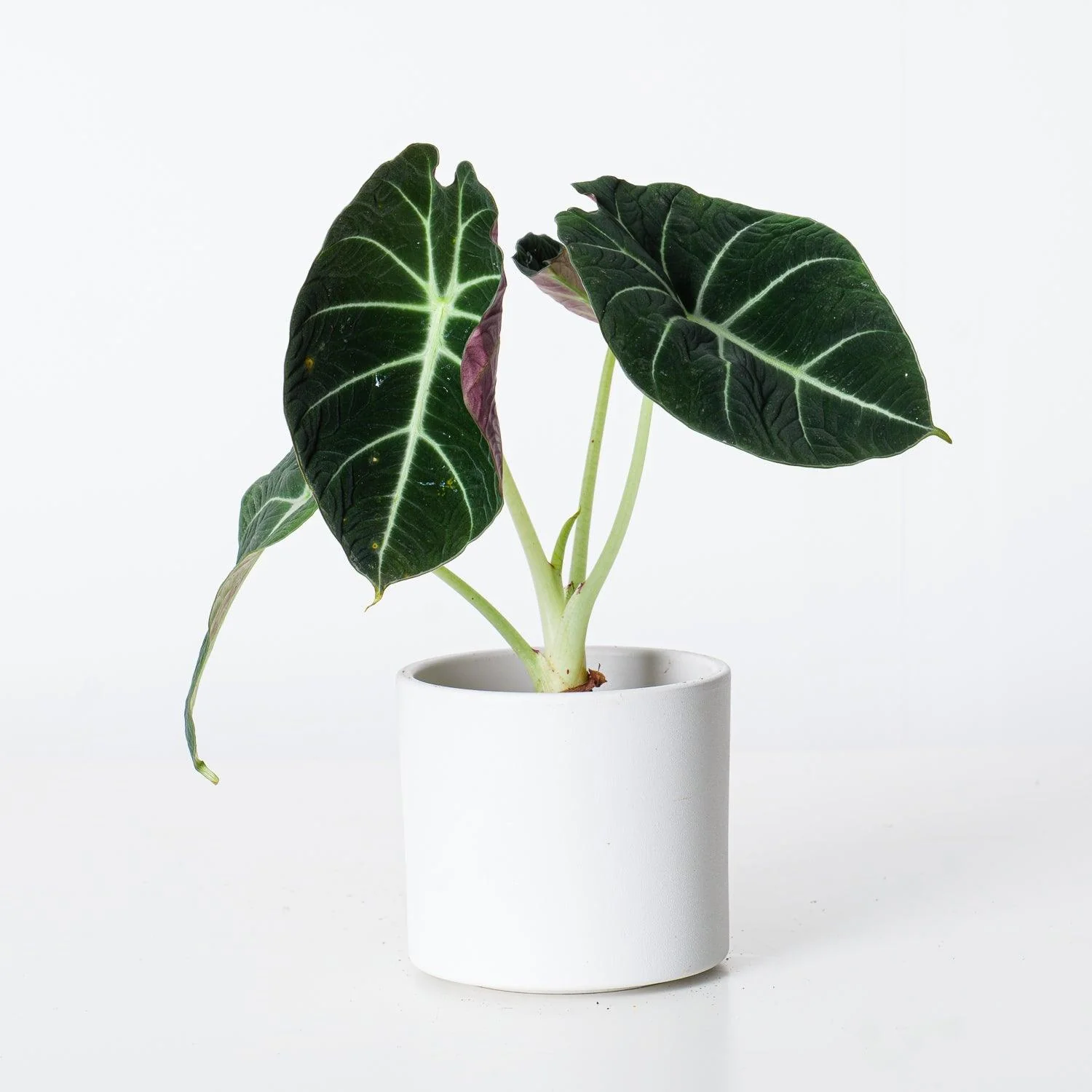 Alocasia Bundle - Image 4
