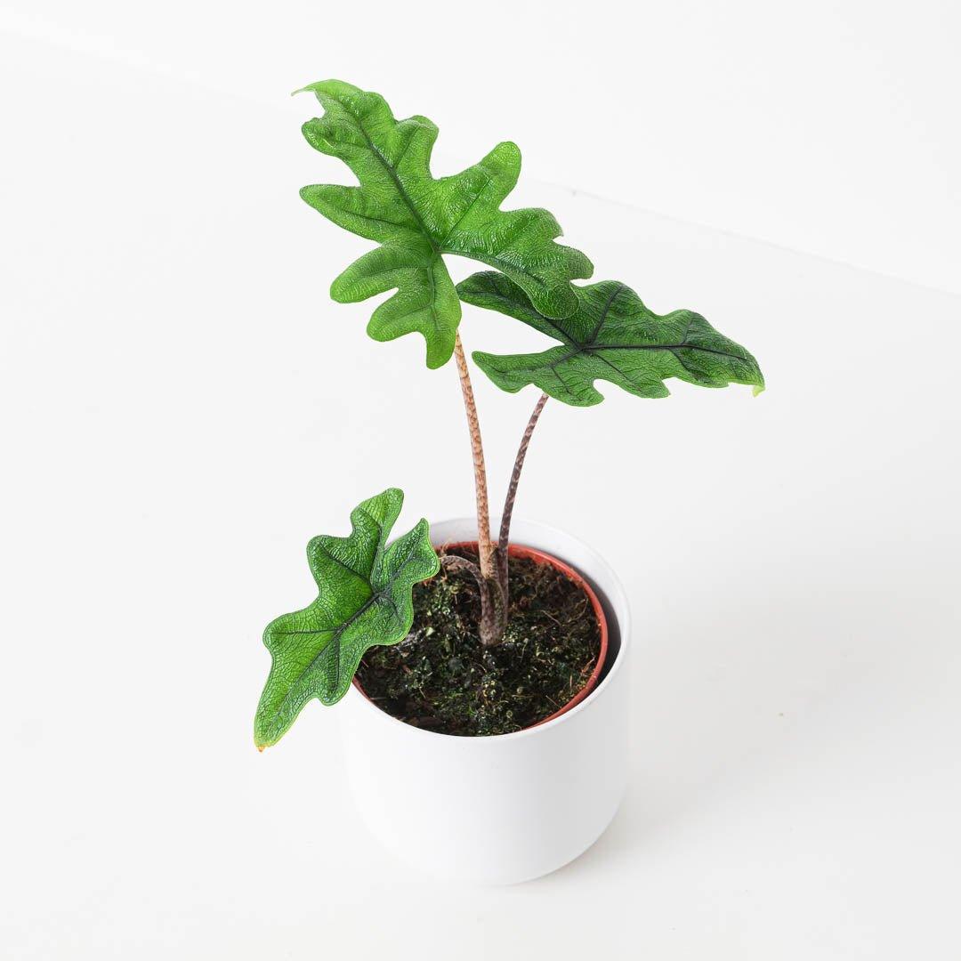 Alocasia Bundle - Image 5