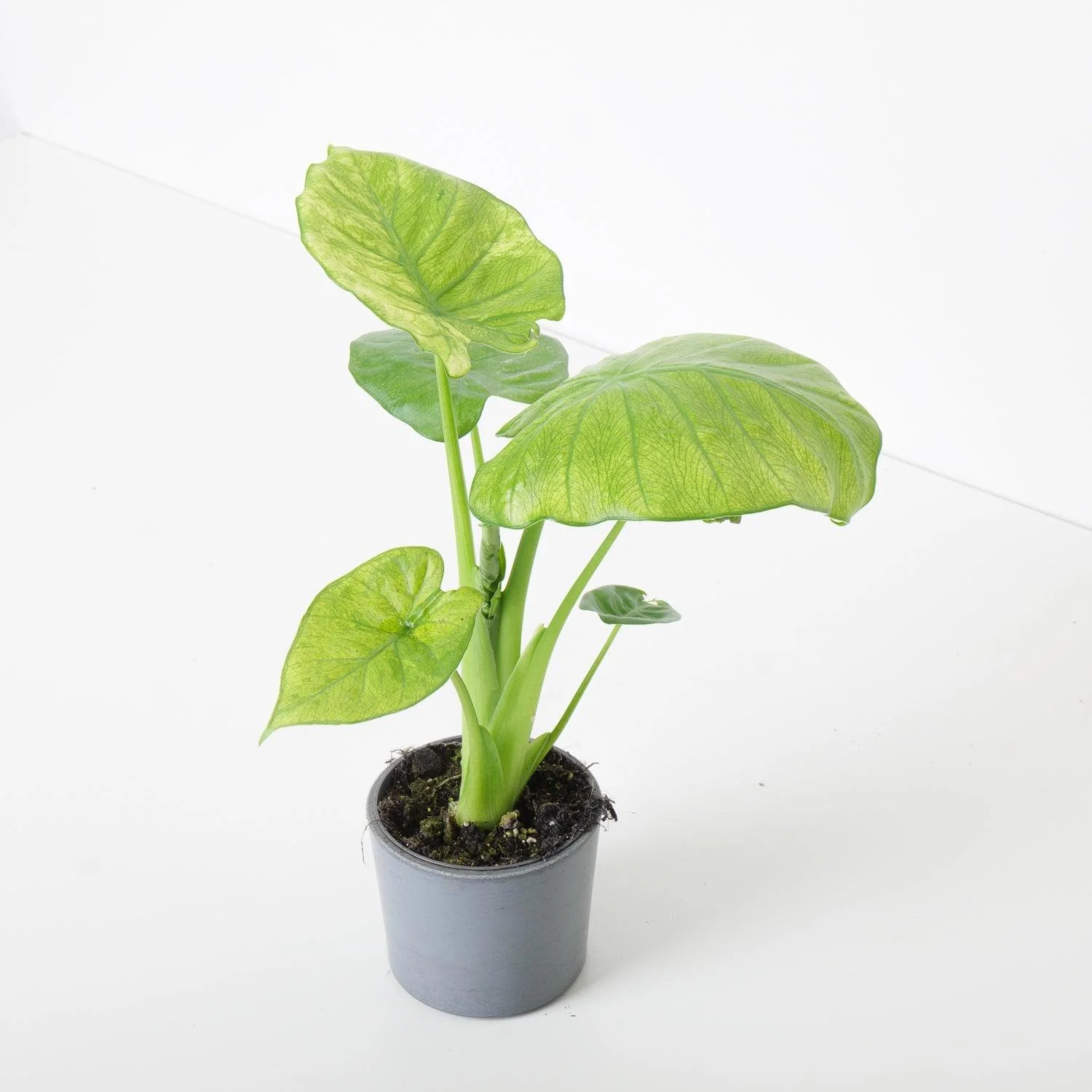 Alocasia Calidora Variegated