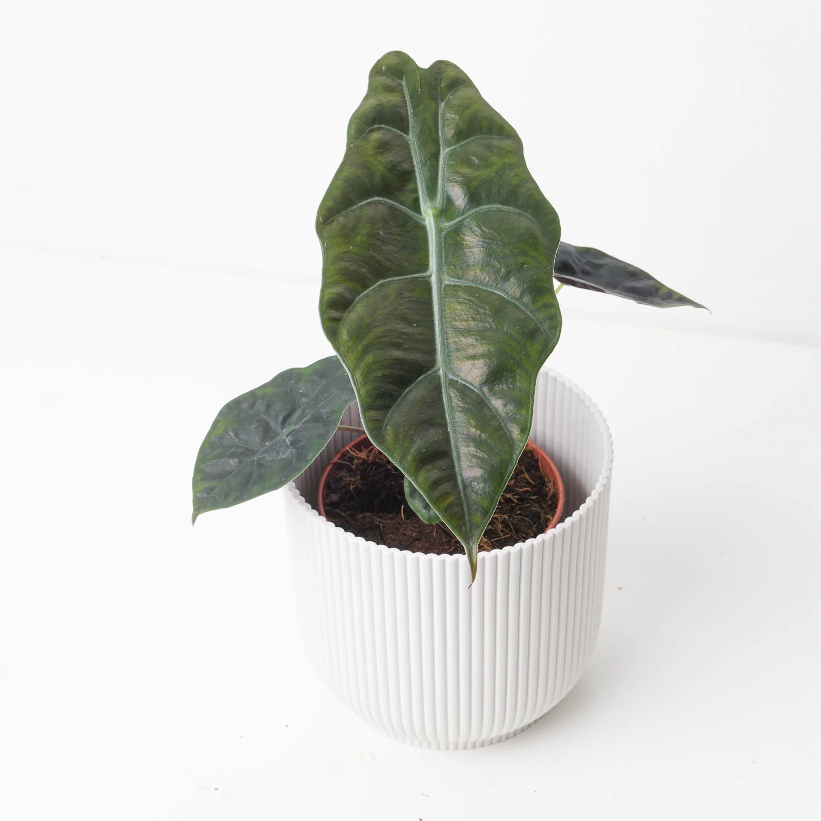 Alocasia Chantrieri