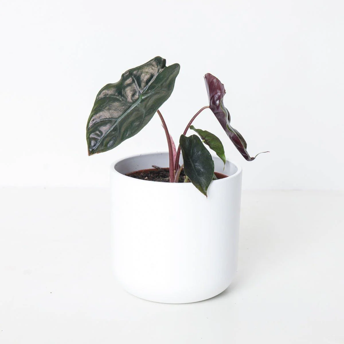 Alocasia Chantrieri - Image 2