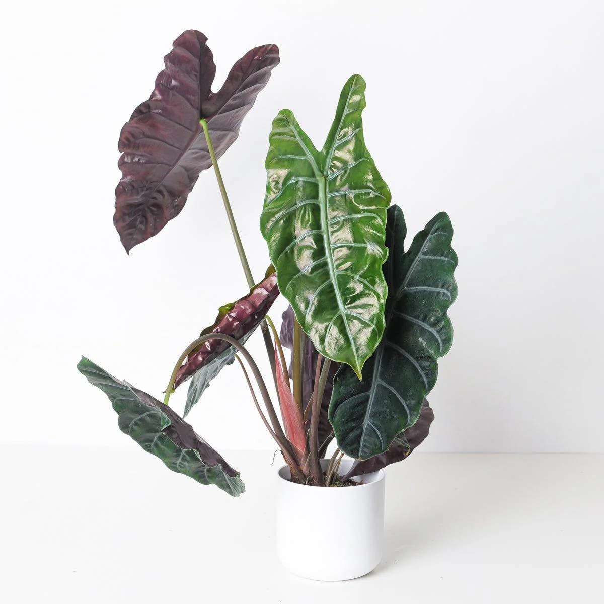 Alocasia Chantrieri - Image 3