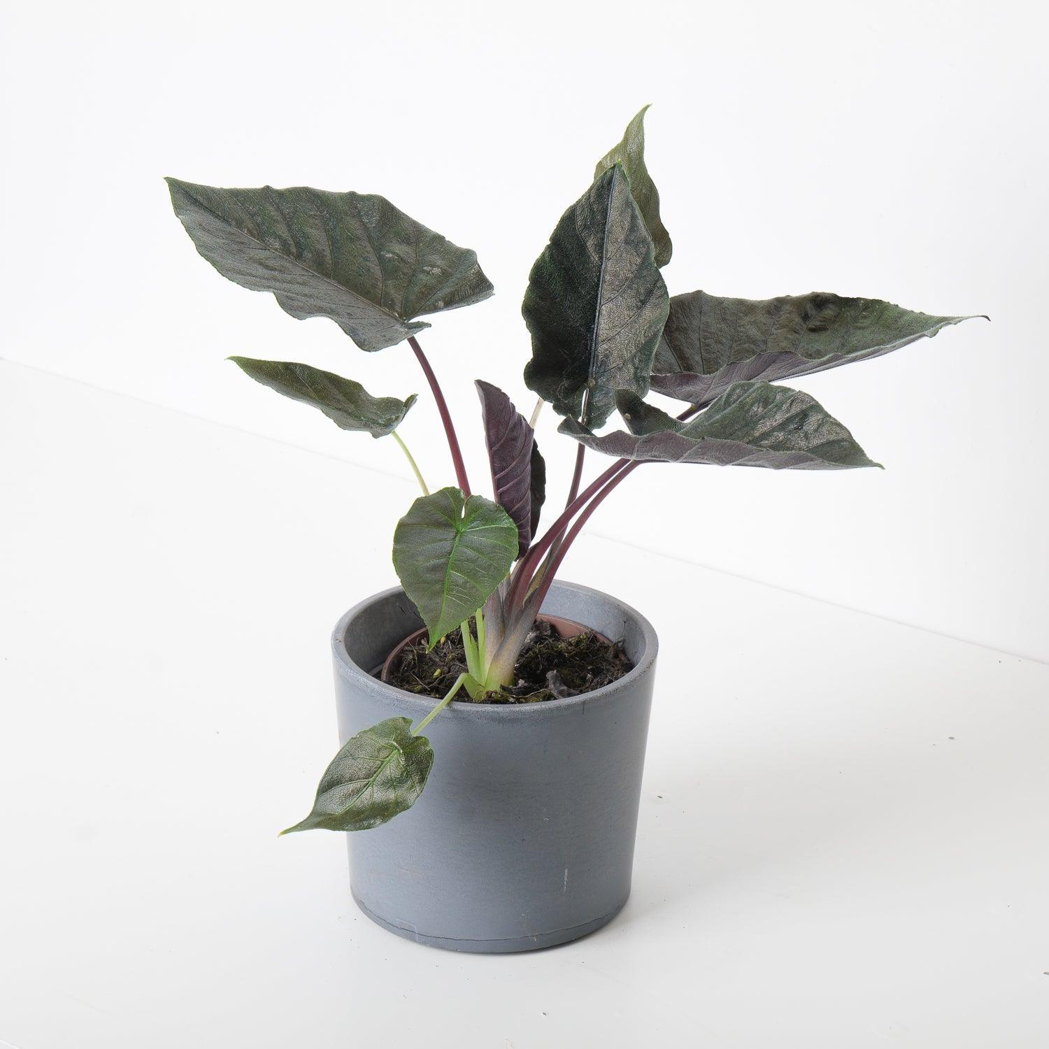 Alocasia Chienlii Antoro Velvet